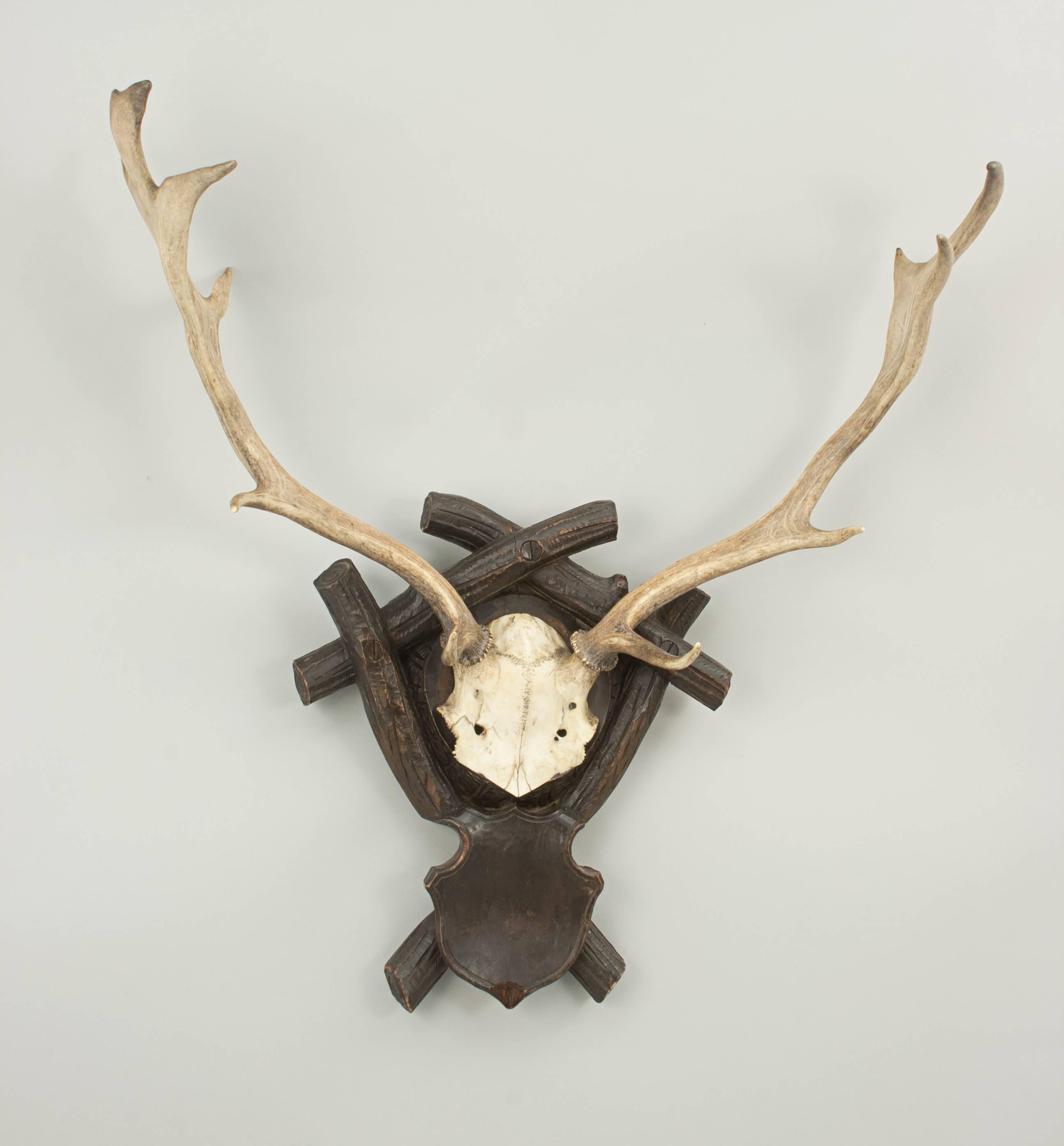 Vintage taxidermy, antlers on shield.
A prepared set of fallow deer antlers with scull cap mounted on a well carved Black Forrest shield. The taxidermist is unknown.