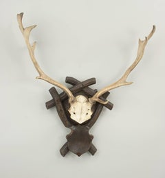 Taxidermy Antlers on Shield