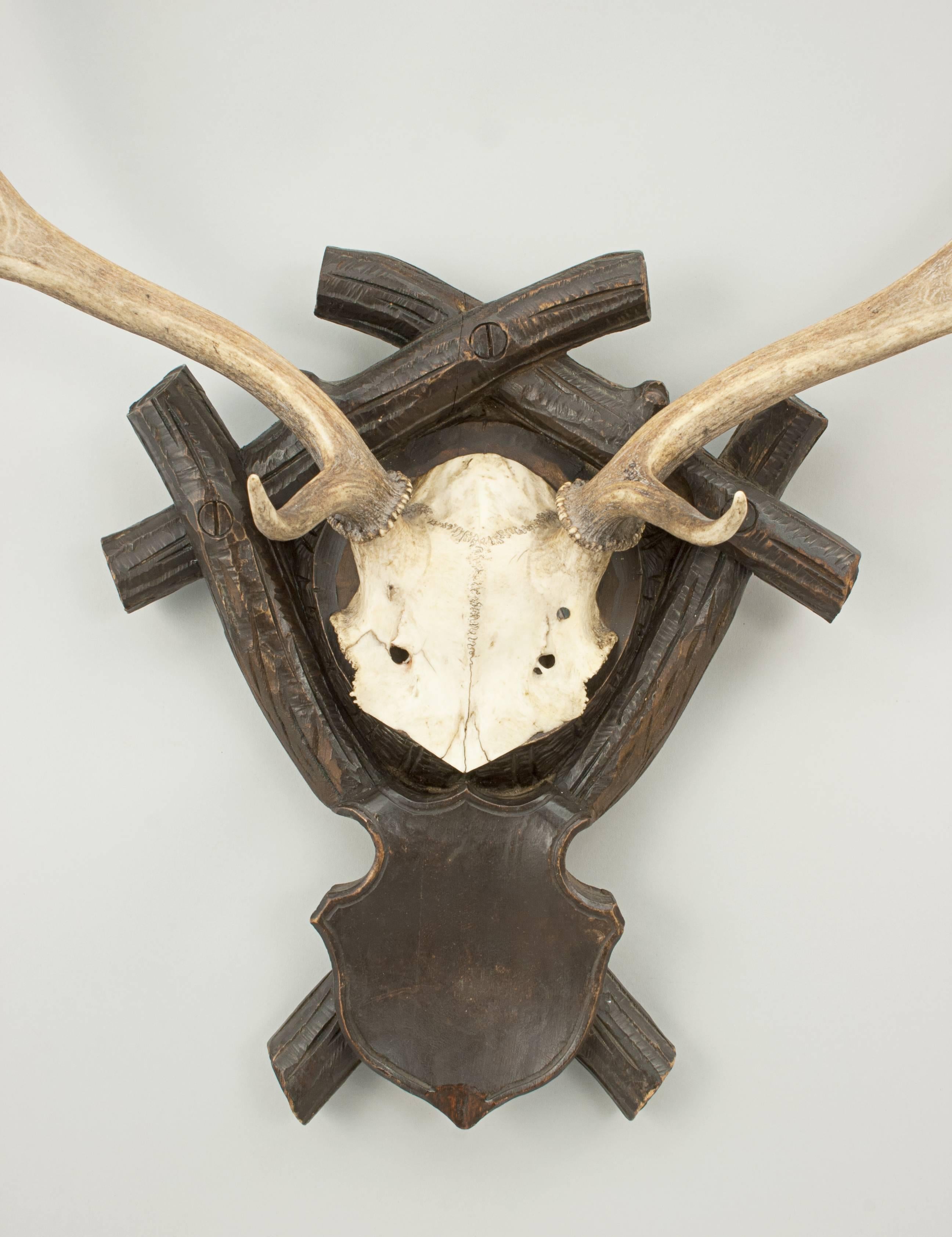 Taxidermy Antlers on Shield In Good Condition In Oxfordshire, GB