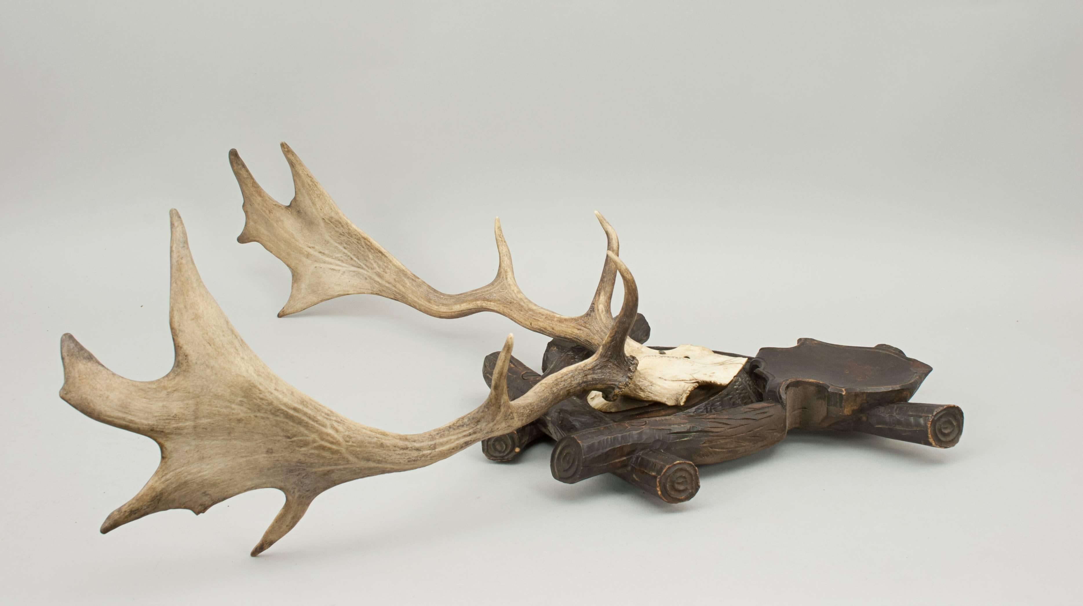 Mid-20th Century Taxidermy Antlers on Shield