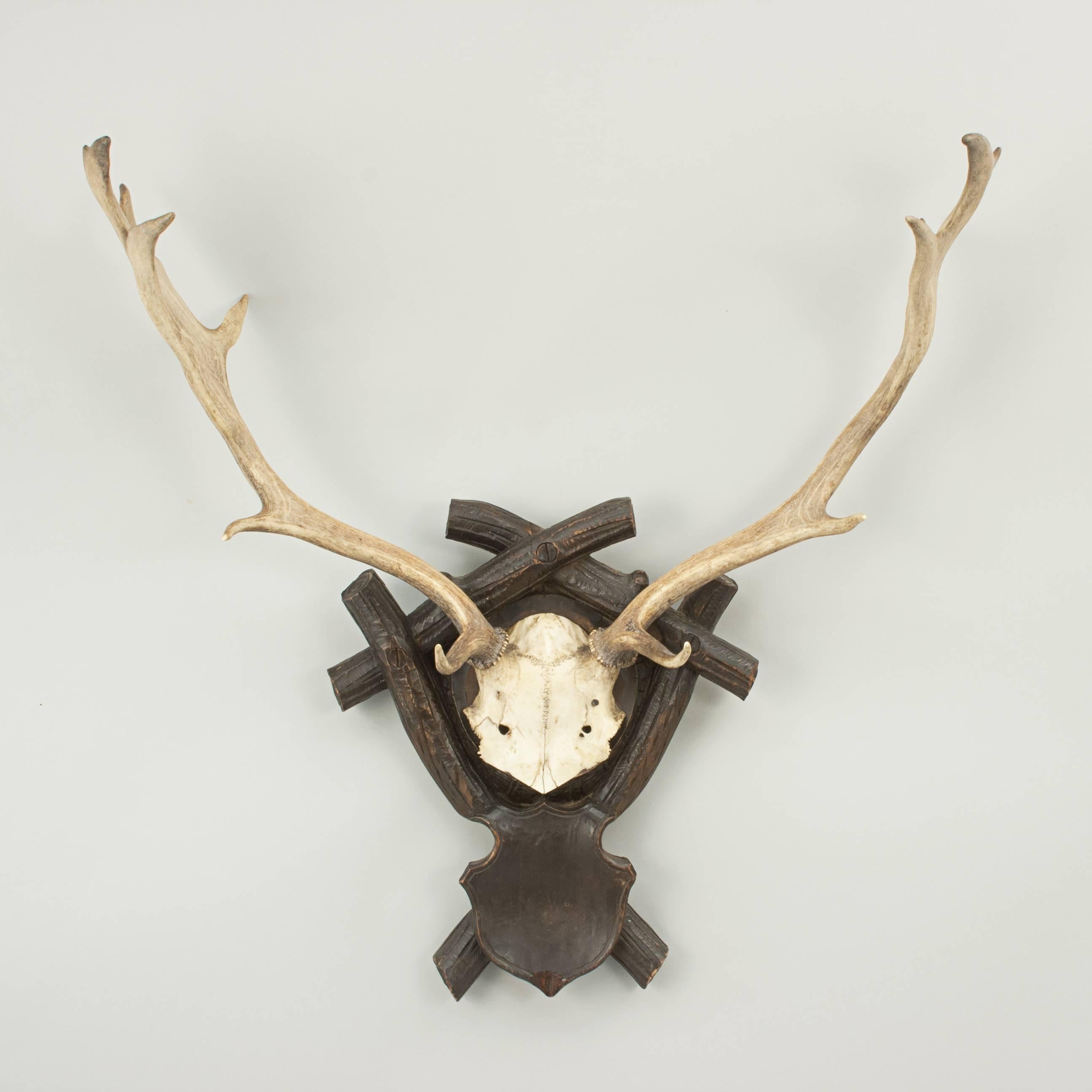 Taxidermy Antlers on Shield 1