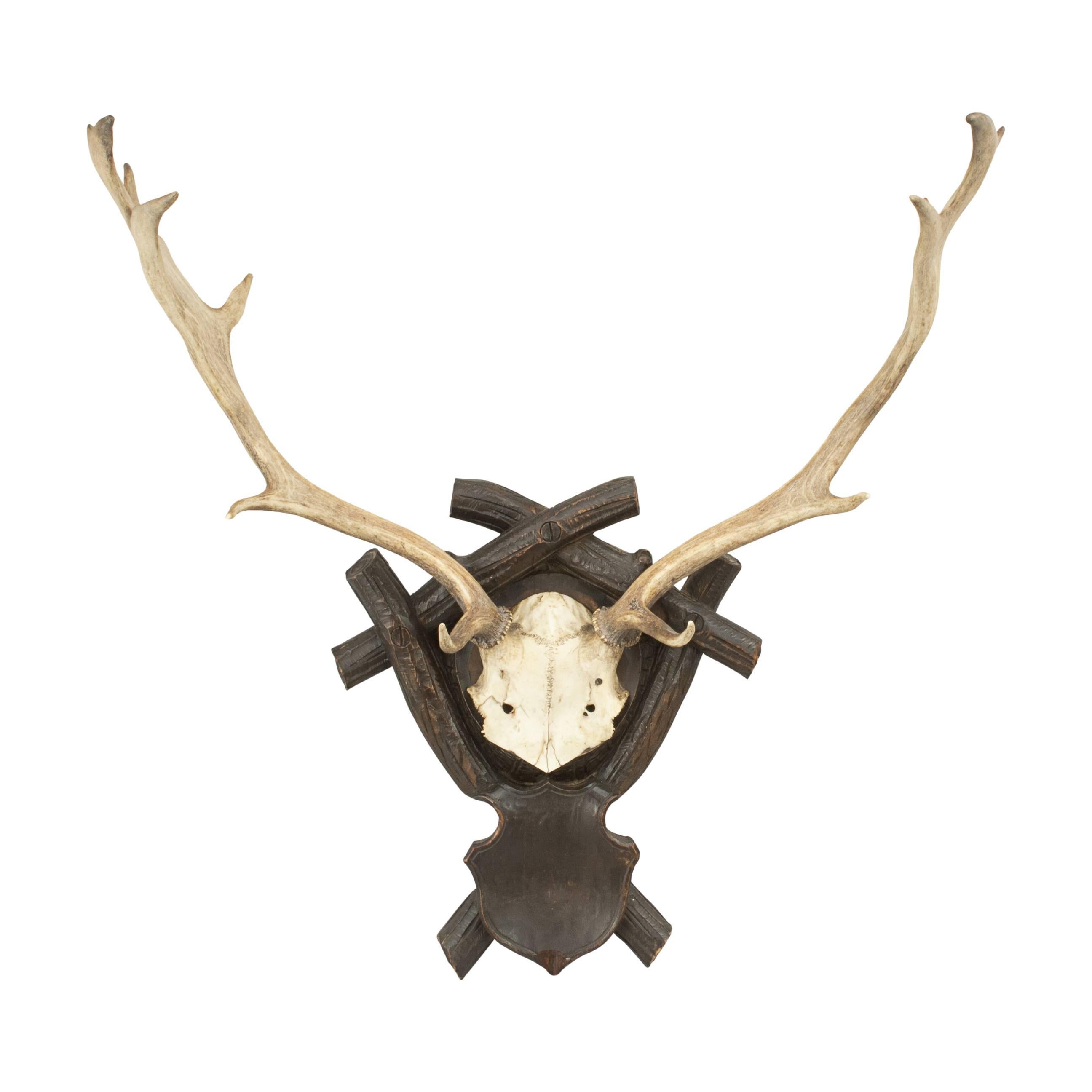 Taxidermy Antlers on Shield