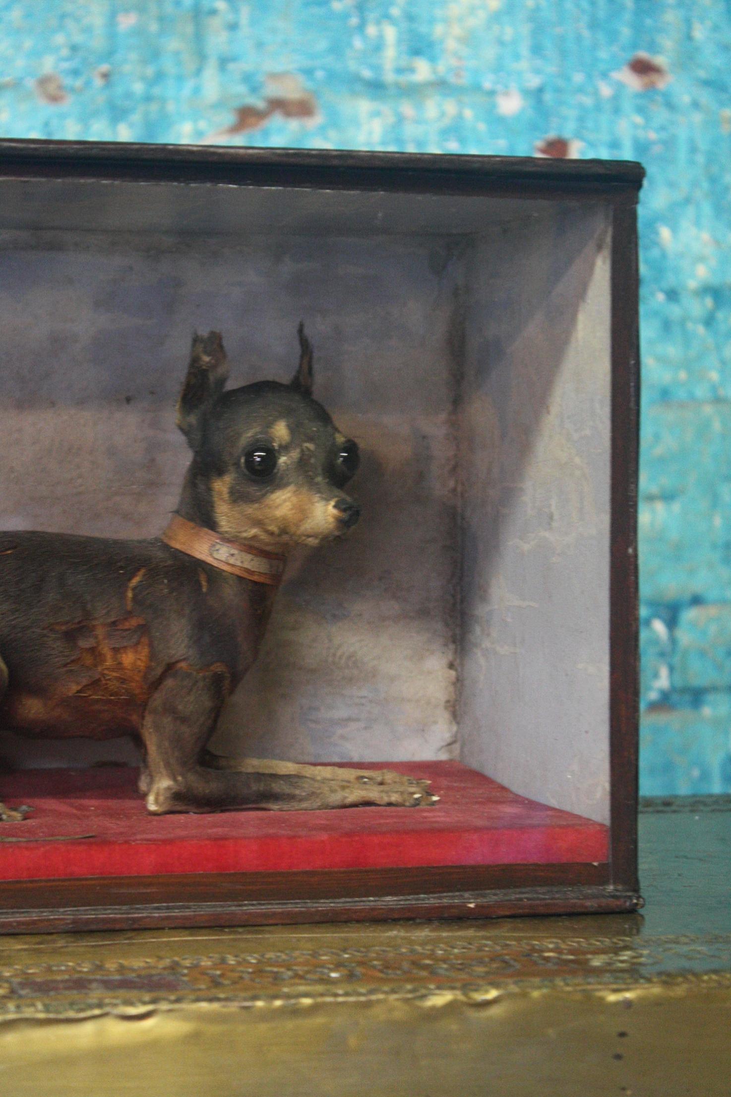 19th Century Taxidermy Apple Head Chihuahua 