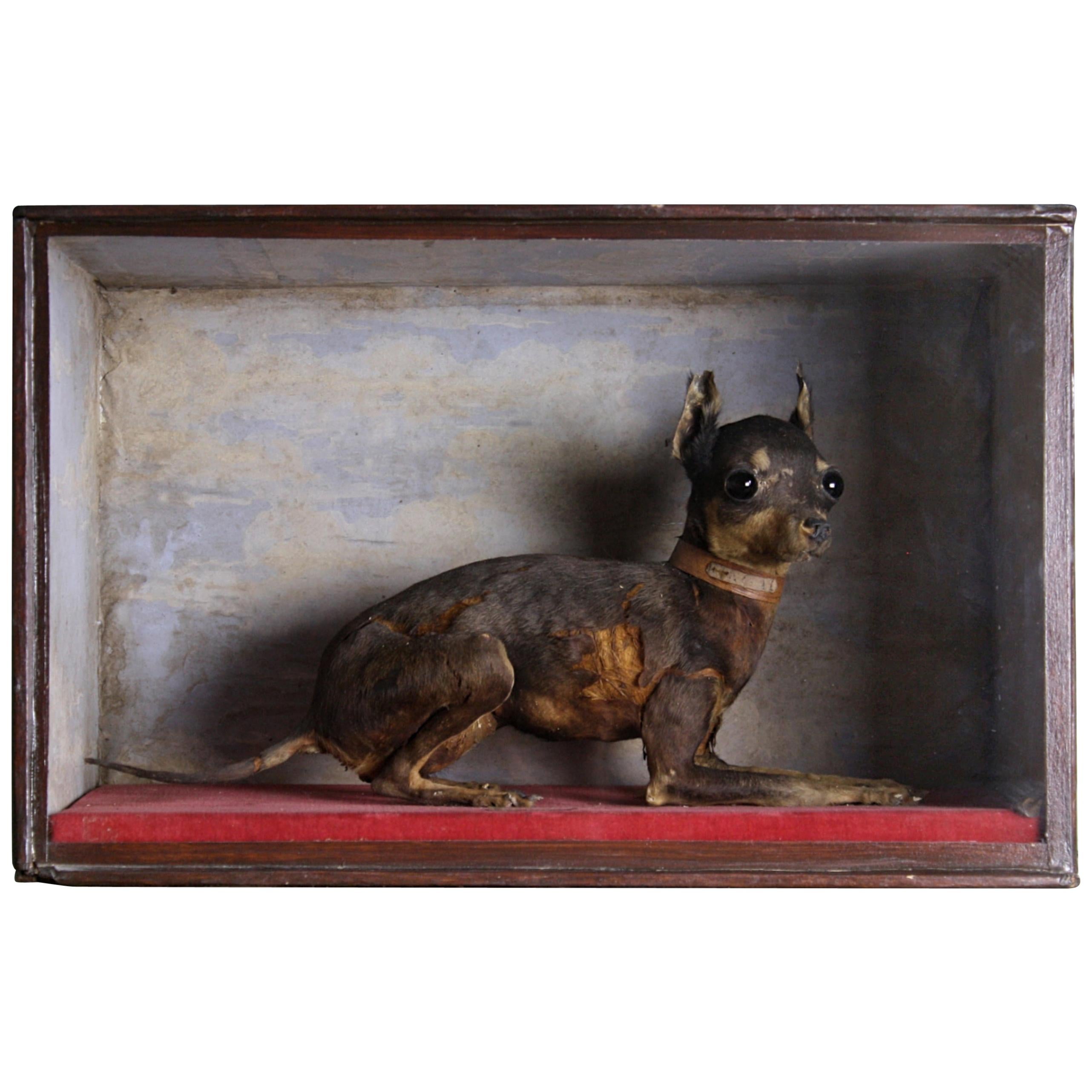 How Much Does It Cost To Get Your Dog Taxidermy