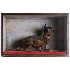 Antique Taxidermy Apple Head Chihuahua "Fingal" Victorian Dog Cased Curiosity