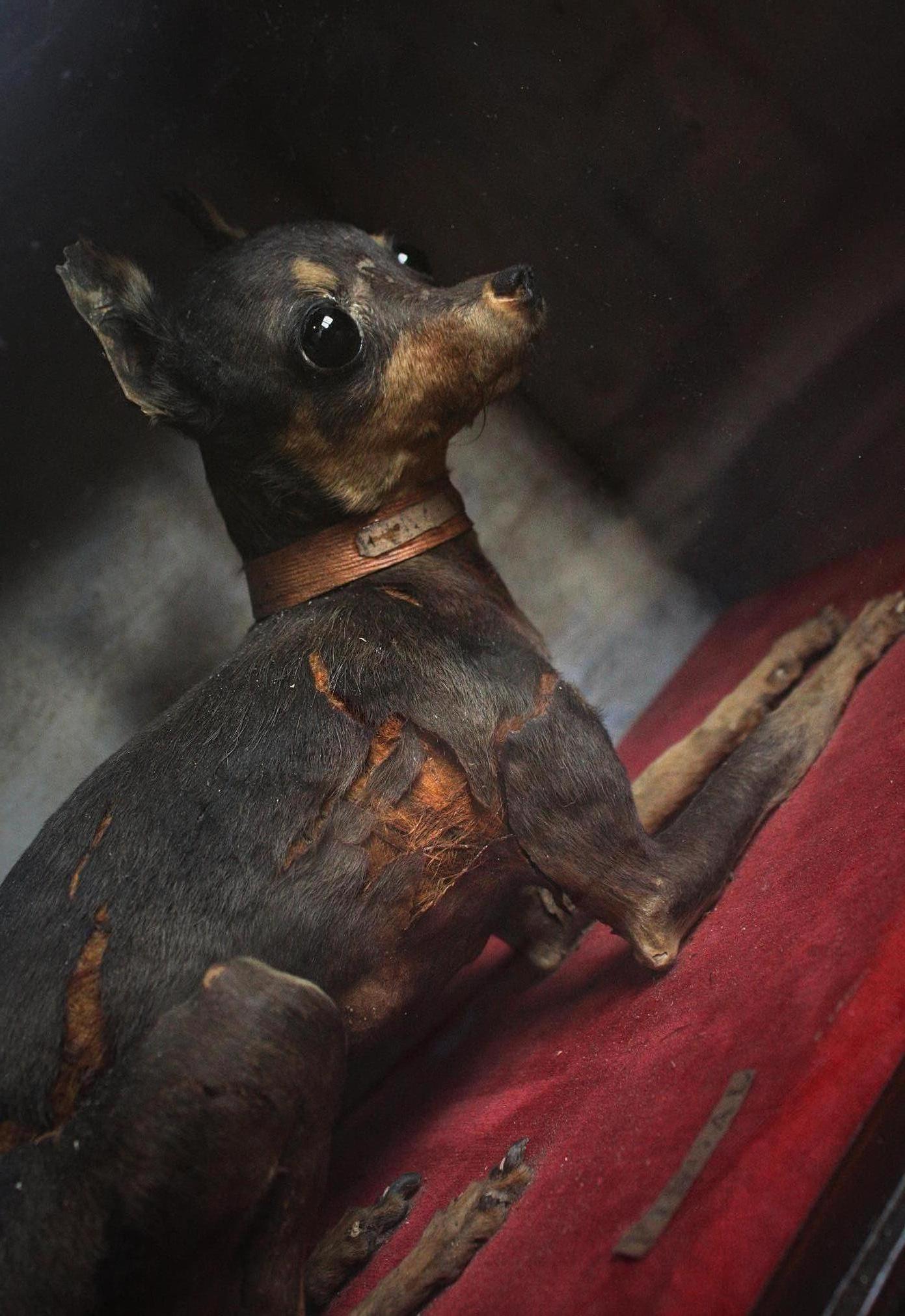 A Fine Victorian taxidermy specimen of an apple head Chihuahua, housed in its original case.

The Chihuahua sits on a red velvet base with a watercolor back drop, with its original name label in the foreground.

He also has his original collar