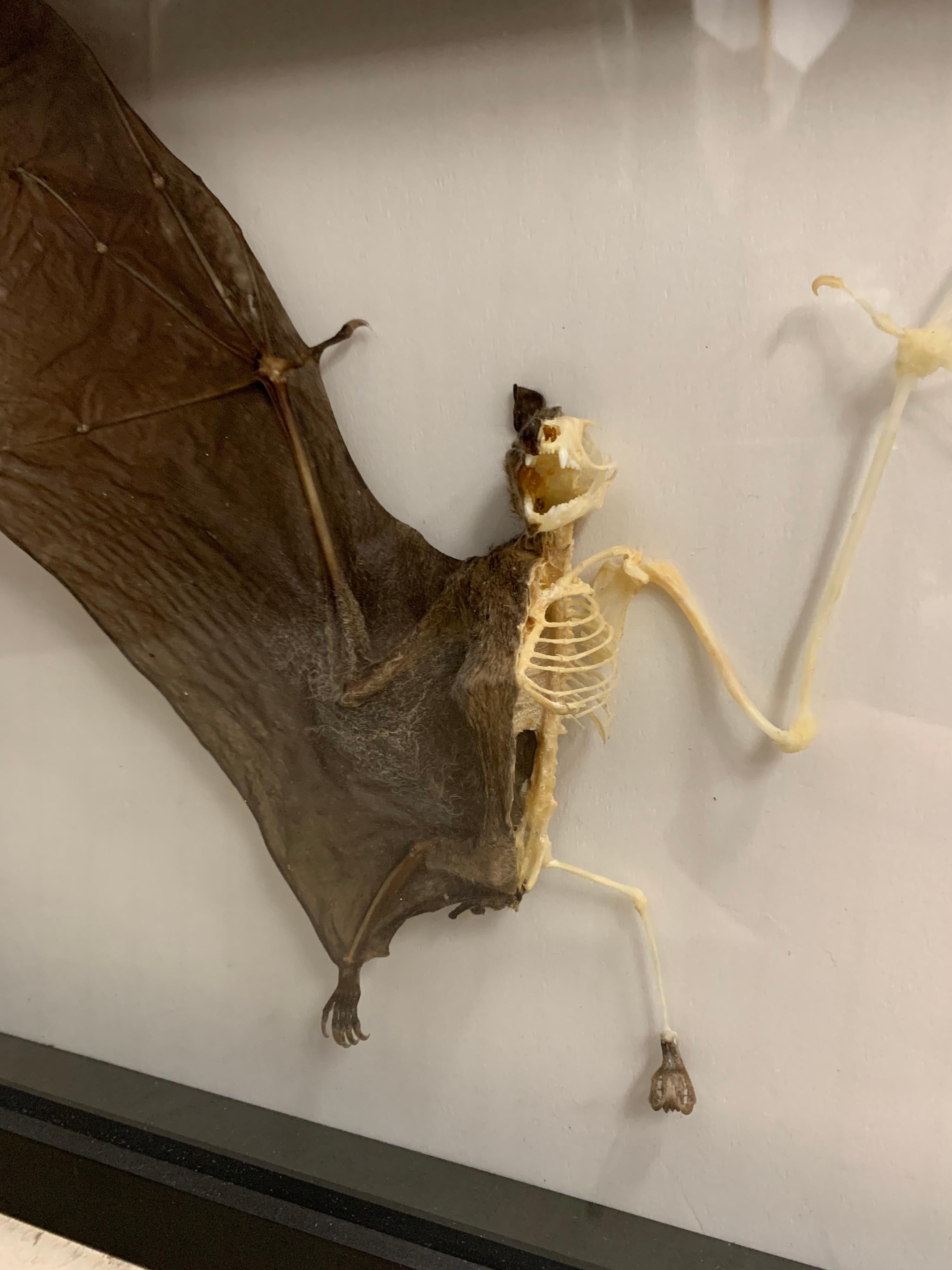 Beautifull Asian fruit bat in a nice wooden display with glass. Skillfully made in half skeleton, half normal condition so you can study the bat from inside and outside! Stunning details like the wings and the teeth of the bat. Non-Cites
