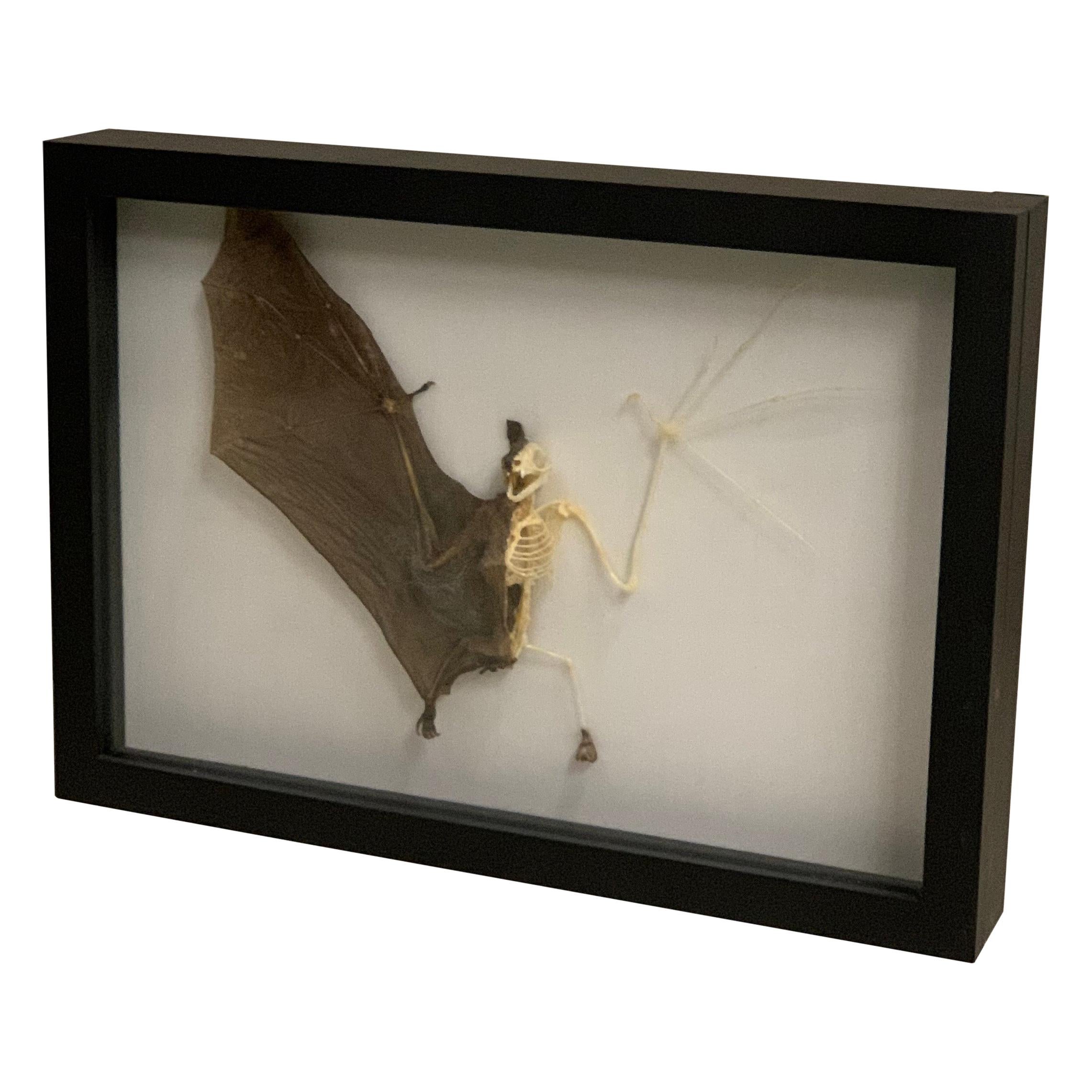 Taxidermy, Asian Fruit Bat, Half Skeleton in Display Box