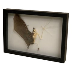 Taxidermy, Asian Fruit Bat, Half Skeleton in Display Box