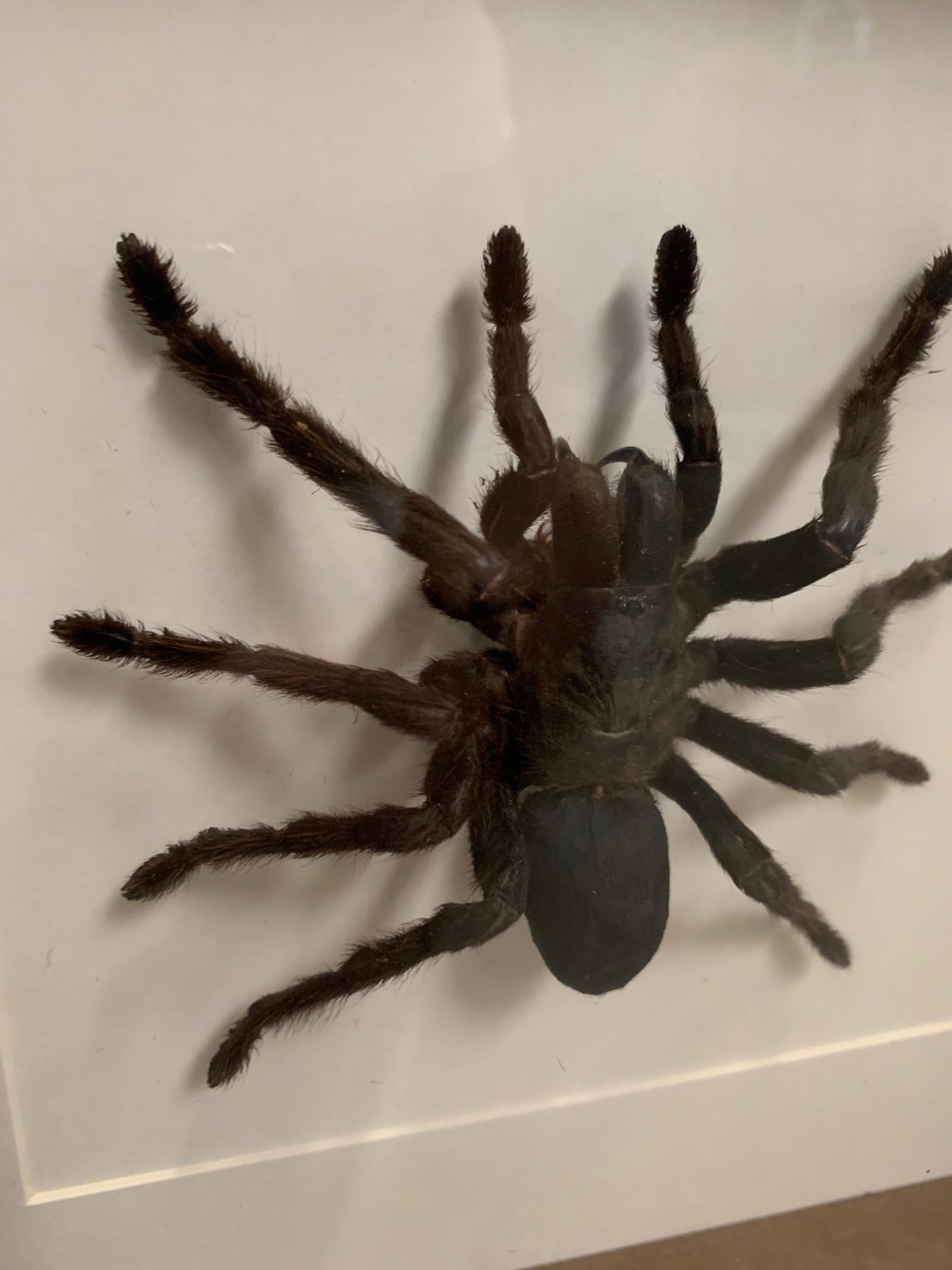 Arachnophobia? Then might want to skip this one :-). Very nice piece this big bird spider which has been skilfully prepared. The details are absolutely stunning. The glass and wood case can be hanged or placed like a picture stand.

The case is 25