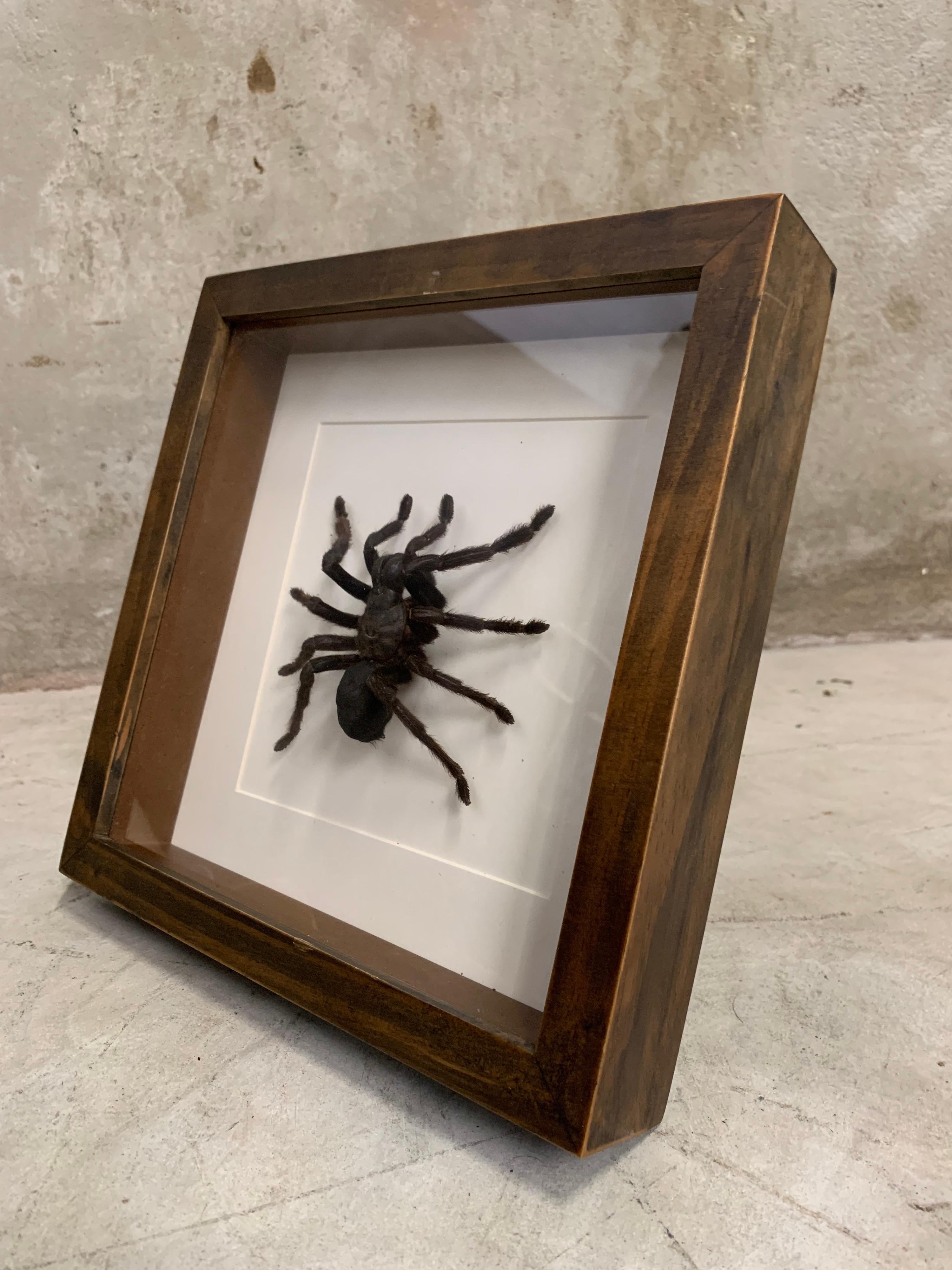 what does a wood spider look like