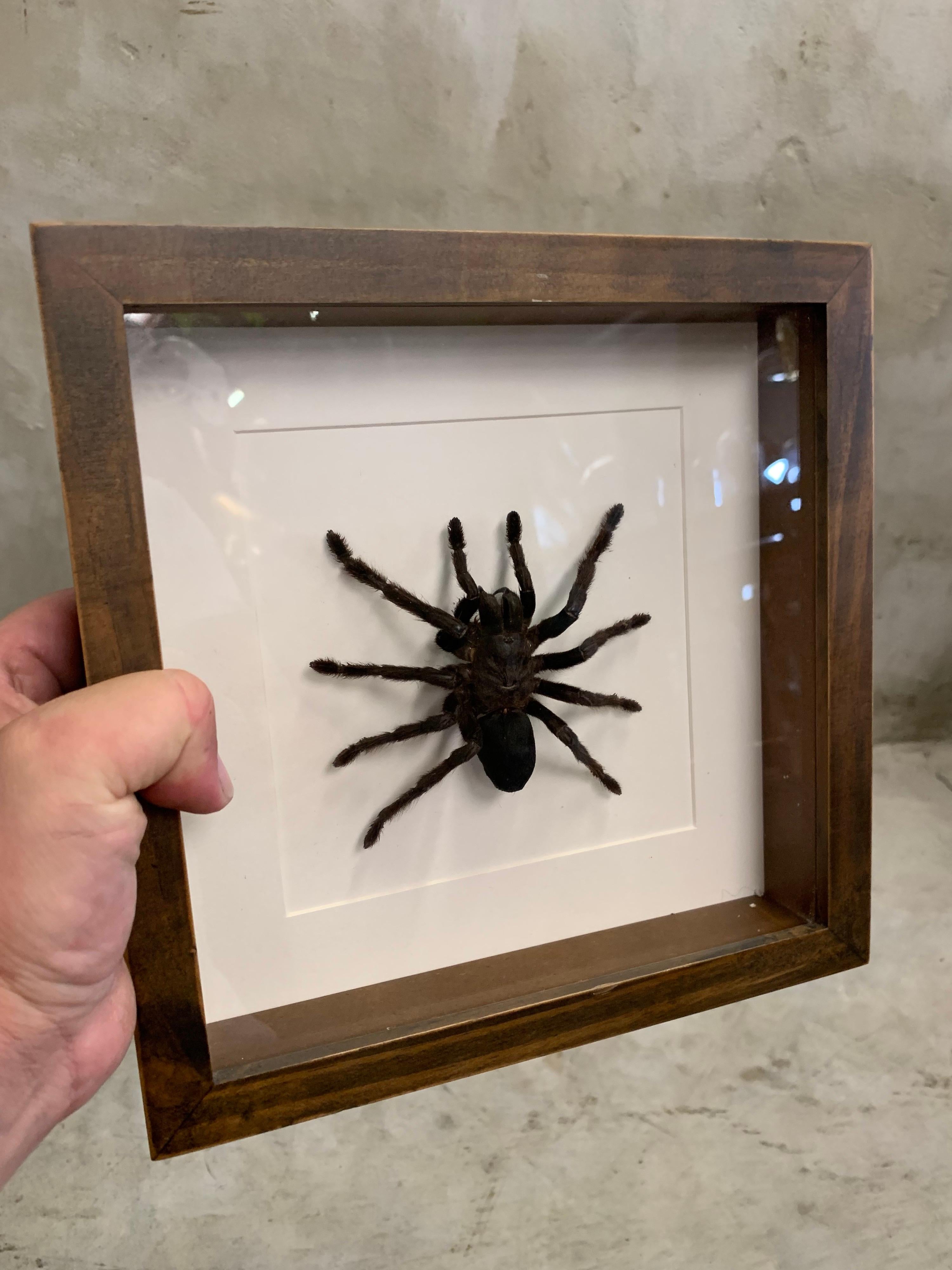 Thai Taxidermy, Bird Spider in Glass Wood Case