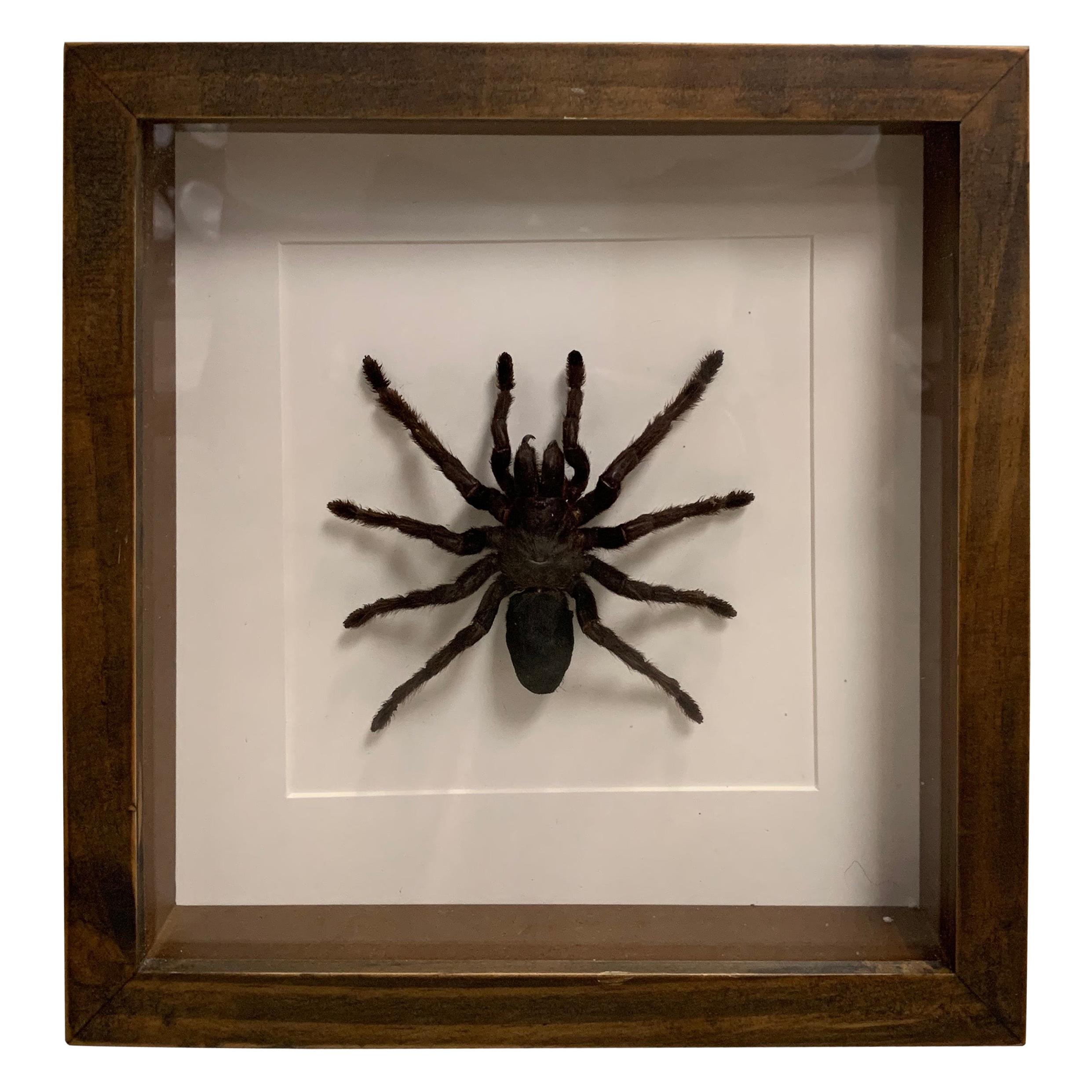 Taxidermy, Bird Spider in Glass Wood Case