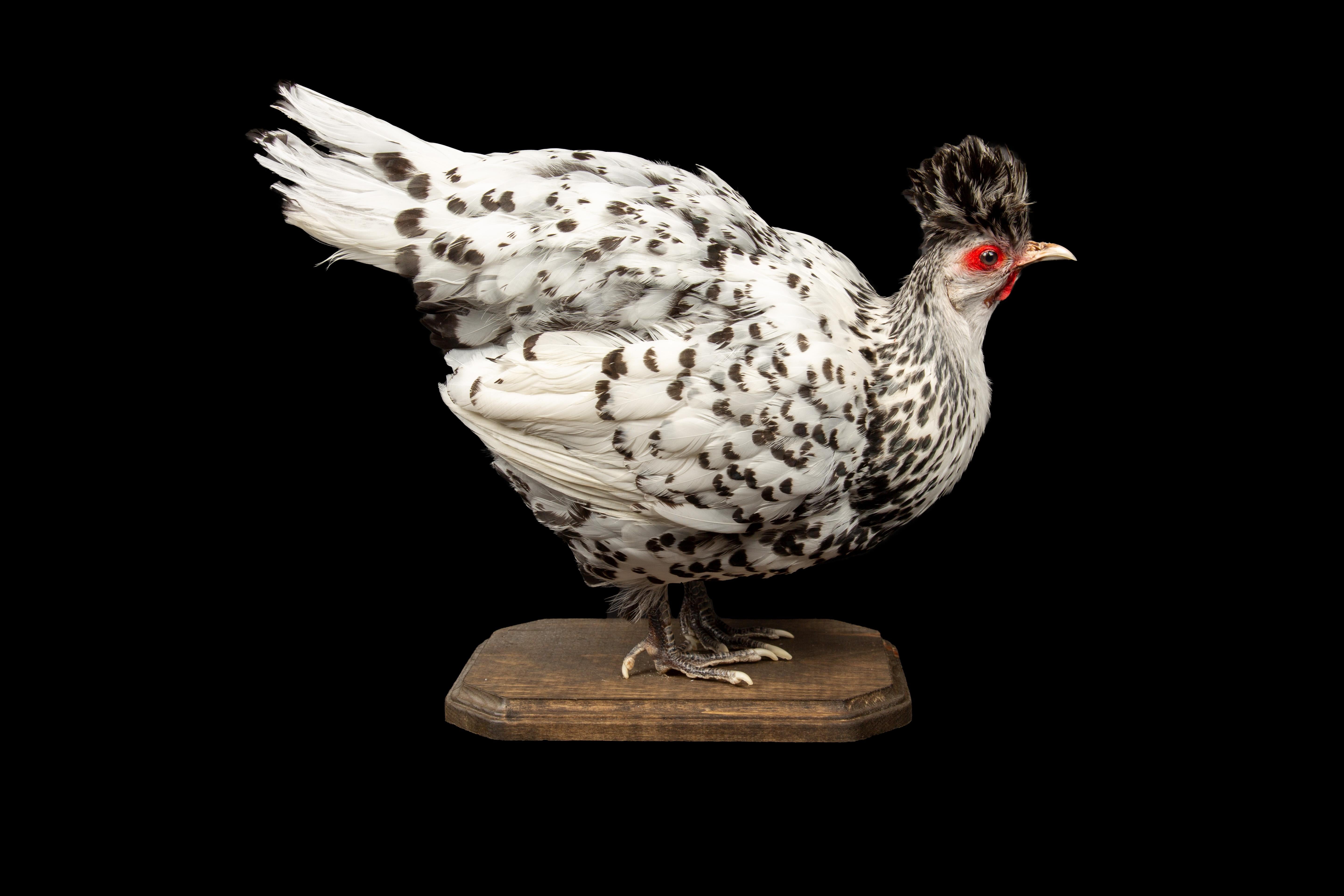 The Appenzeller Spitzhauben chicken, a unique breed hailing from the picturesque Appenzell region of Switzerland, owes its name to its striking resemblance to the traditional pointed hats adorning the women of that area. With its elegant and