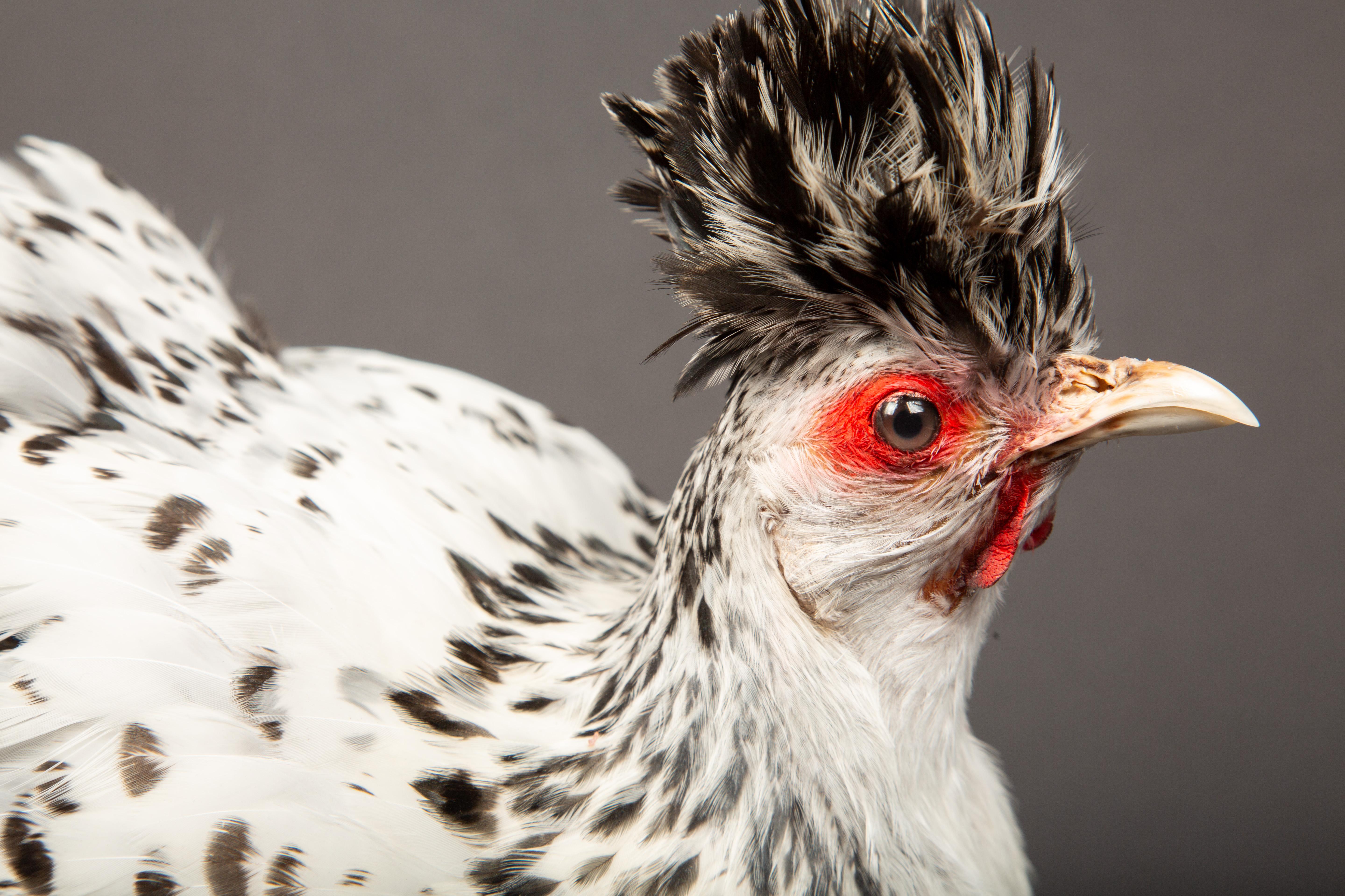 Victorian Taxidermy Black and White Appenzeller Spitzhauben Chicken