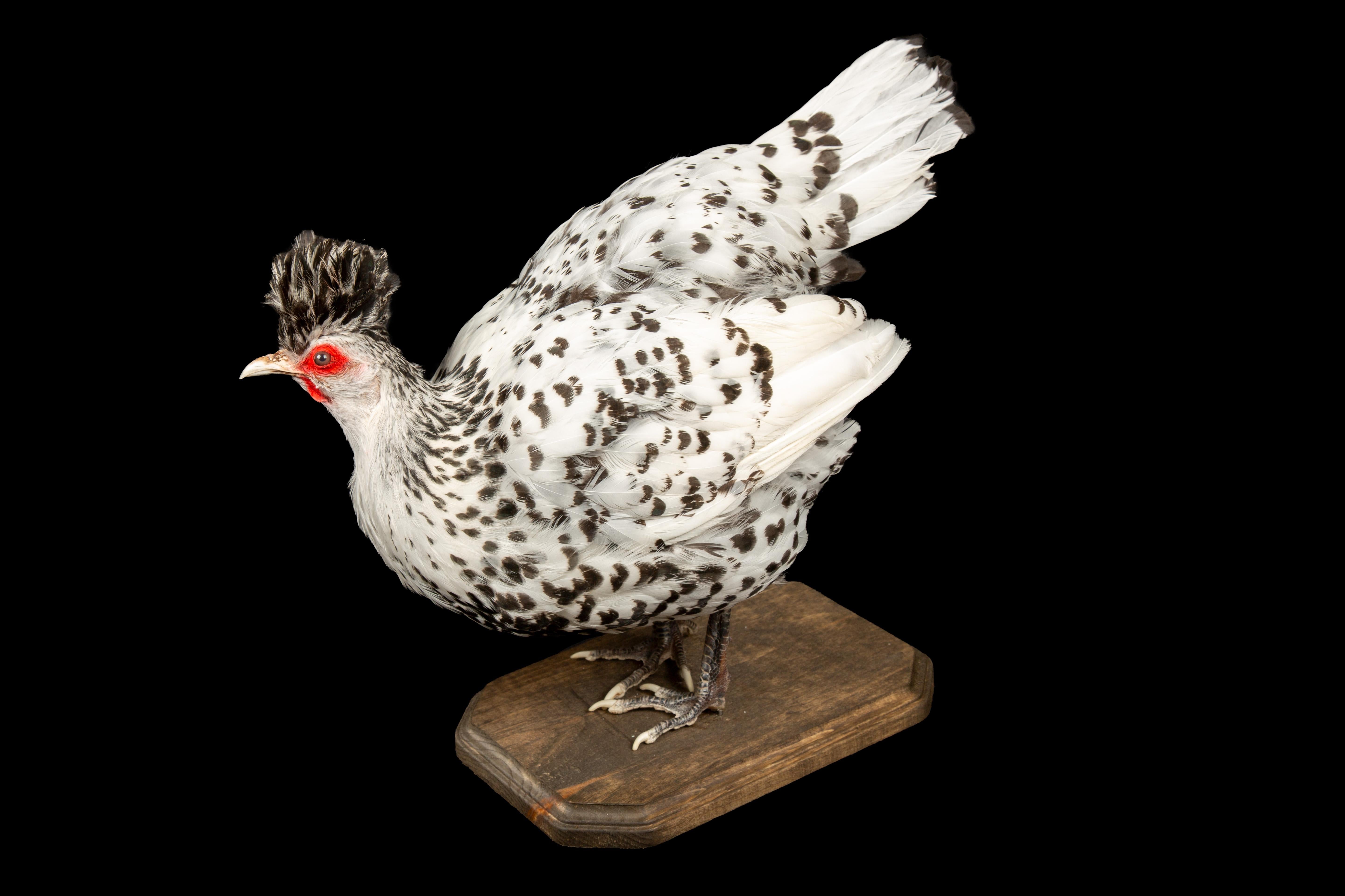 American Taxidermy Black and White Appenzeller Spitzhauben Chicken