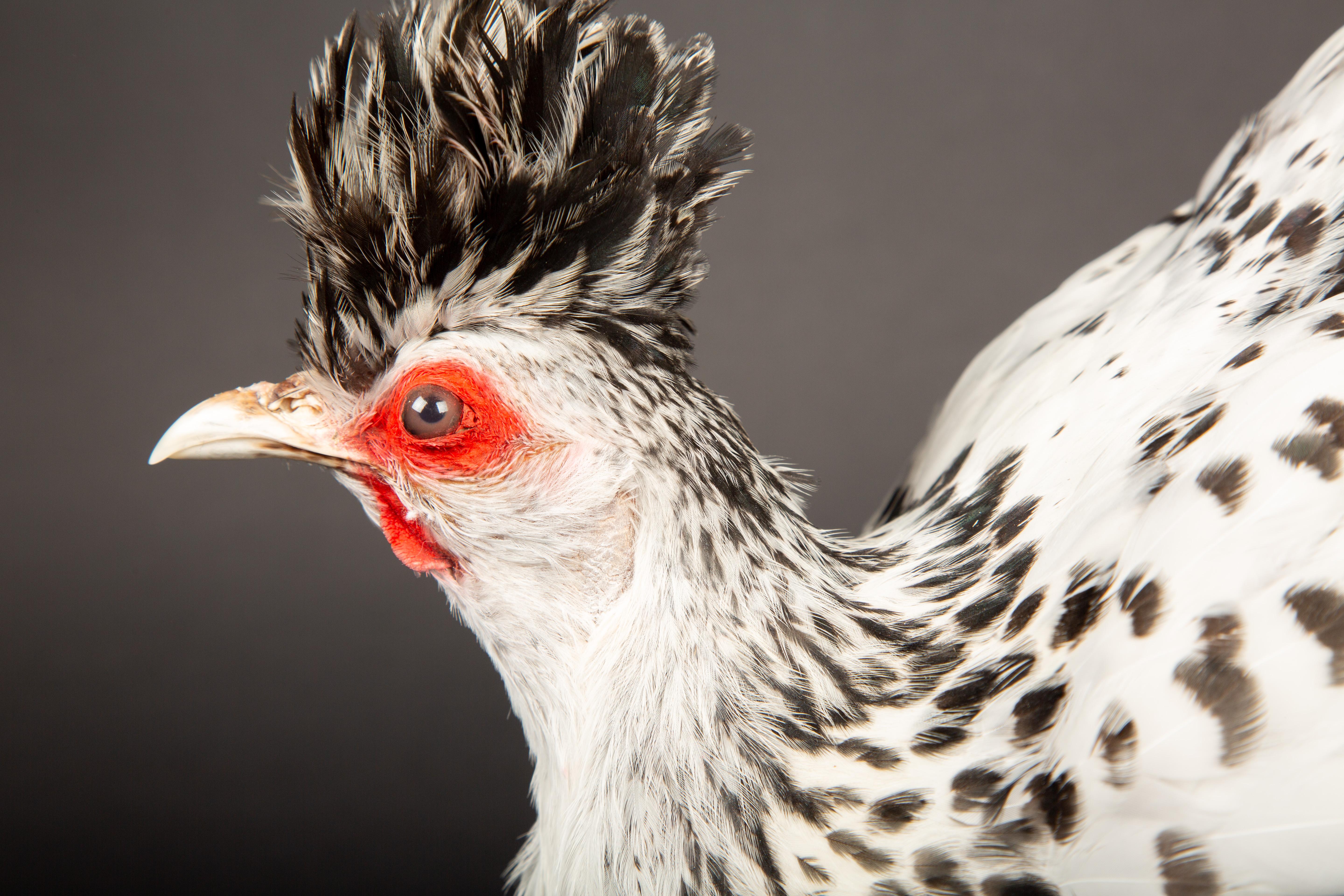 Taxidermy Black and White Appenzeller Spitzhauben Chicken In New Condition In New York, NY