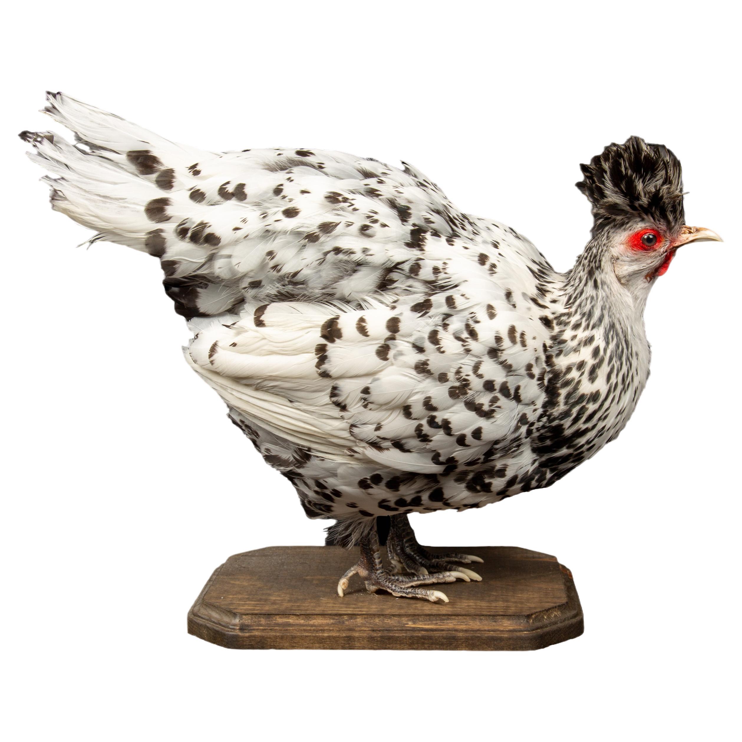 Taxidermy Black and White Appenzeller Spitzhauben Chicken