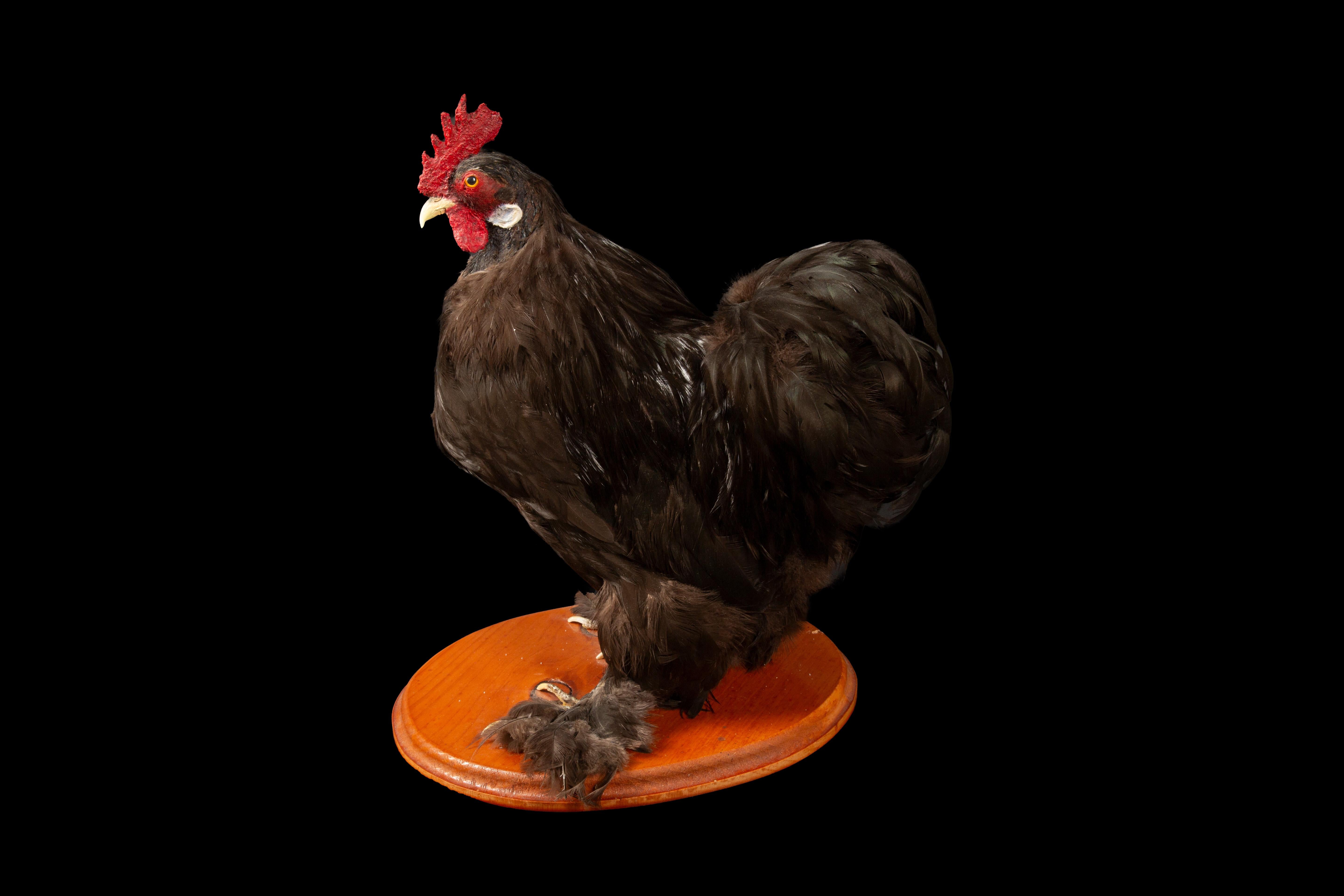 Exquisite Taxidermy Black Hairy Clawed Cochin Chicken, a stunning representation of the Cochin breed, which boasts a rich history dating back to the 1840s and 1850s when large feather-legged chickens were introduced from China to Europe and North