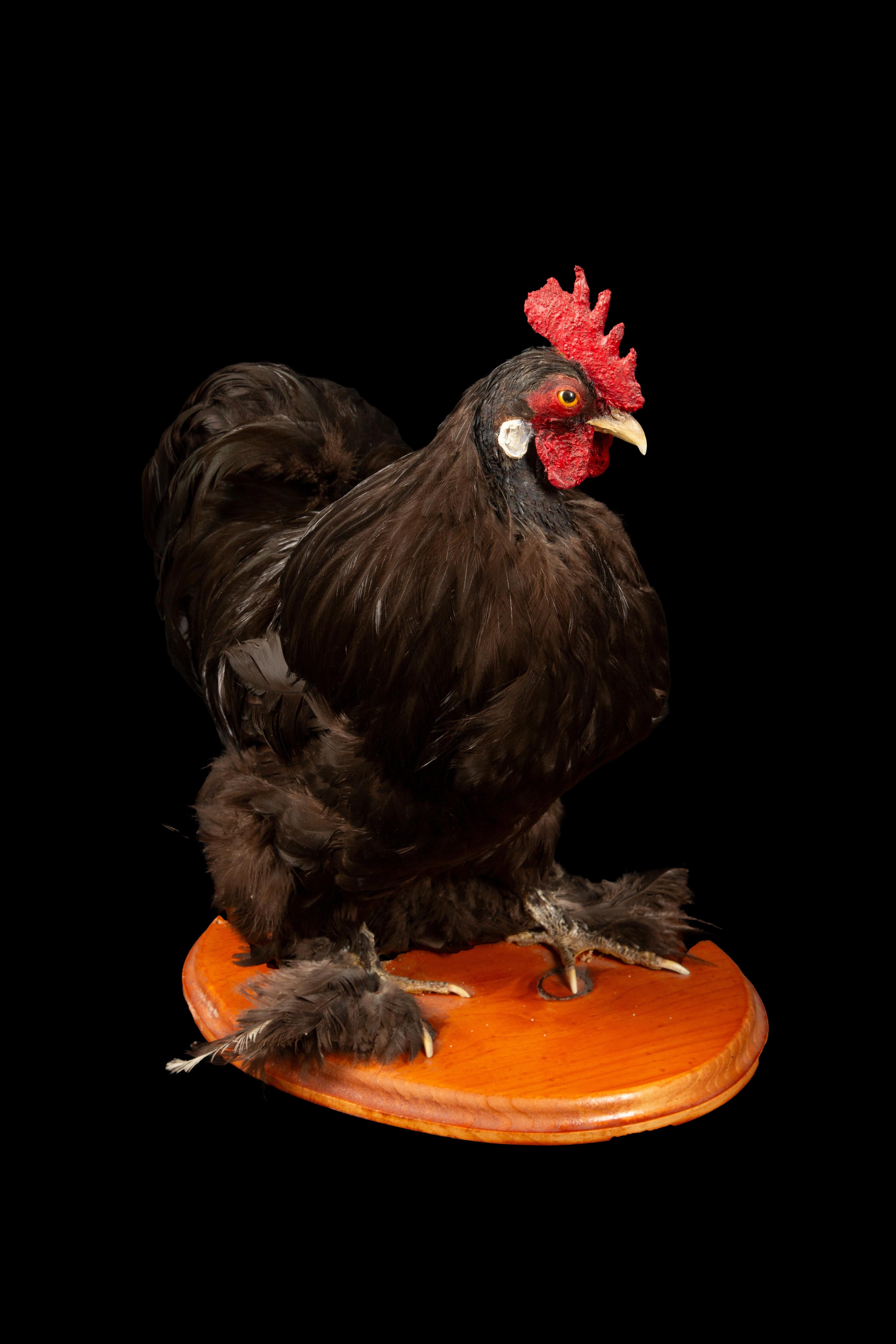hairy rooster