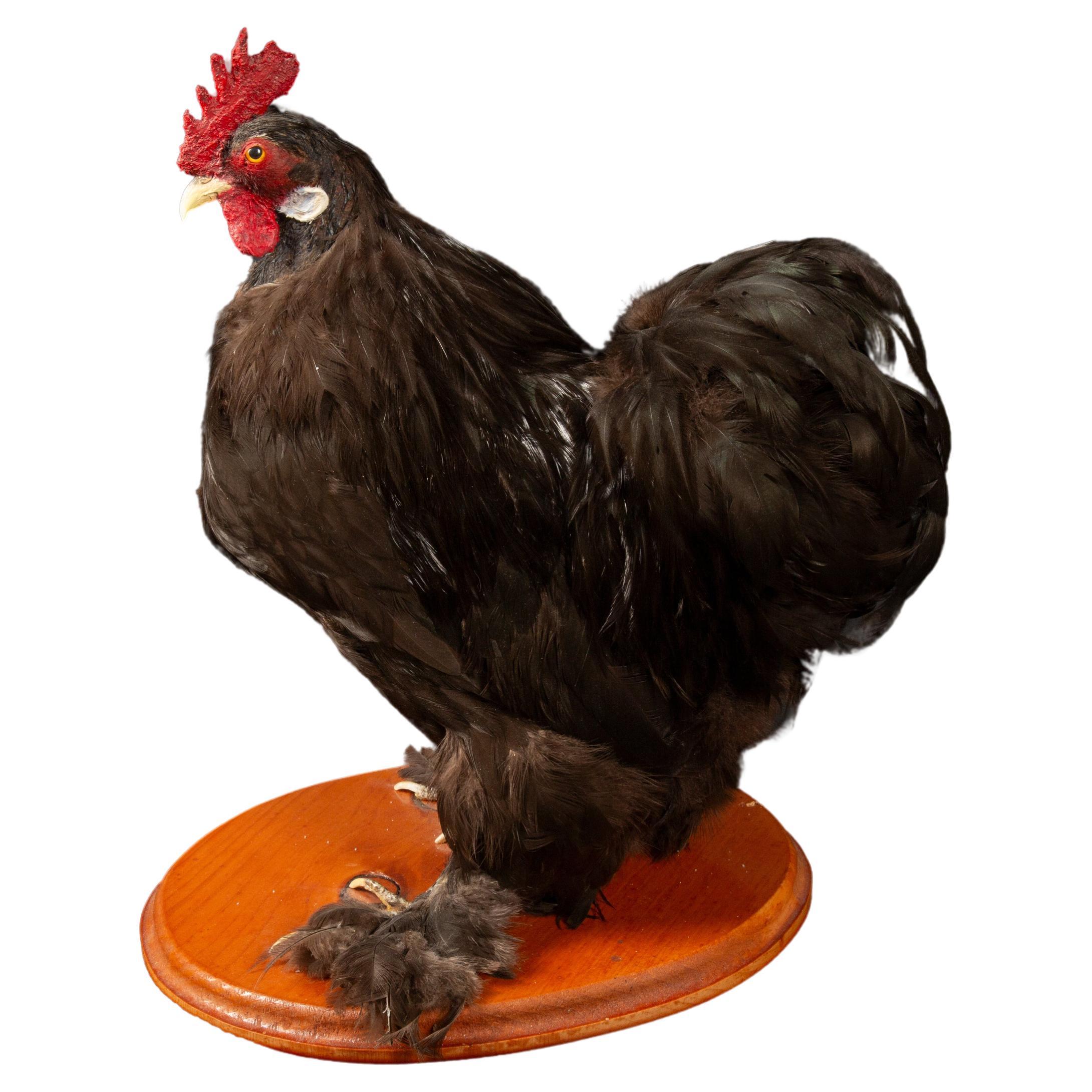 Taxidermie de la poule de Cochin à poils noirs et à griffes