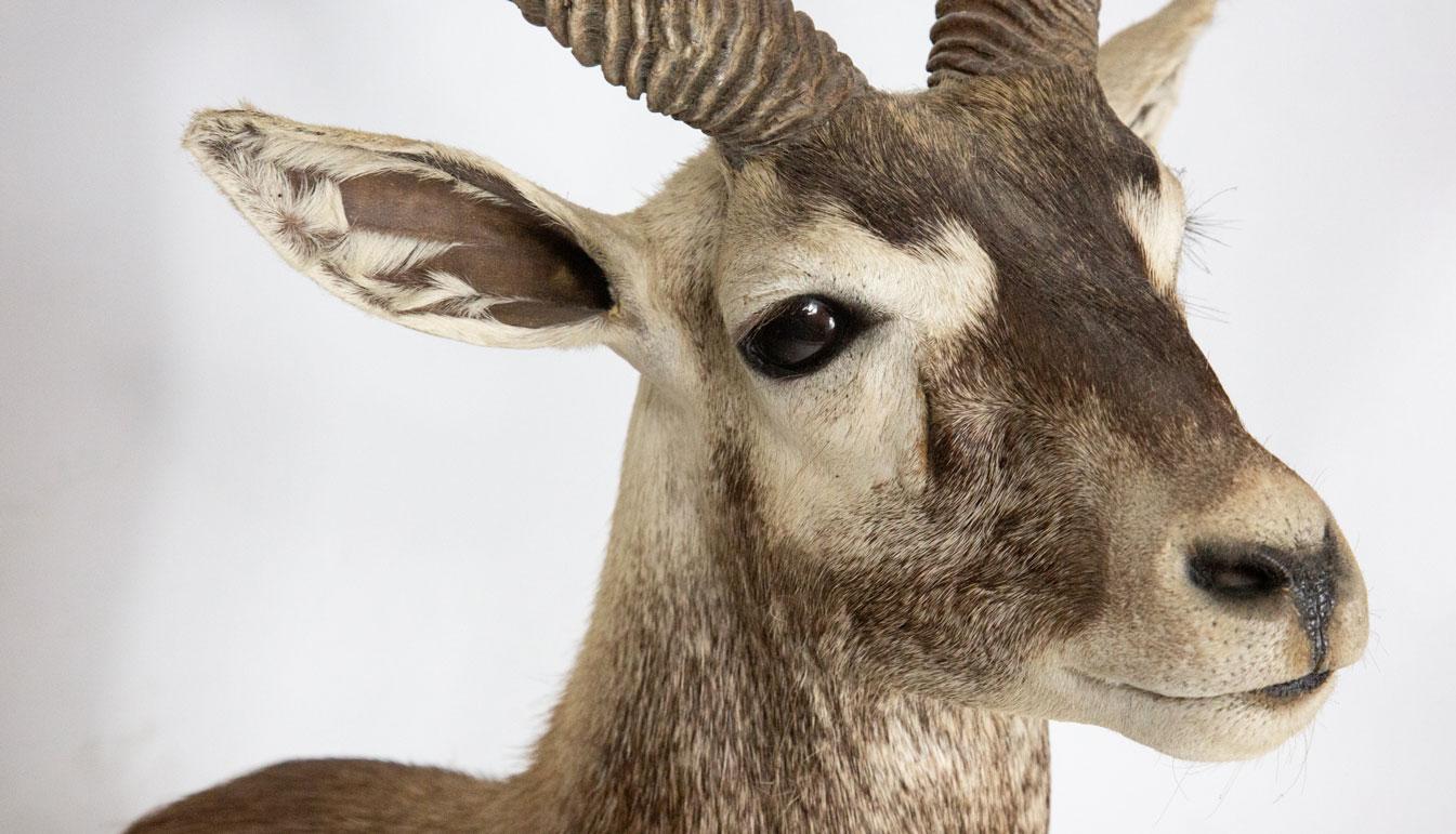 black buck taxidermy