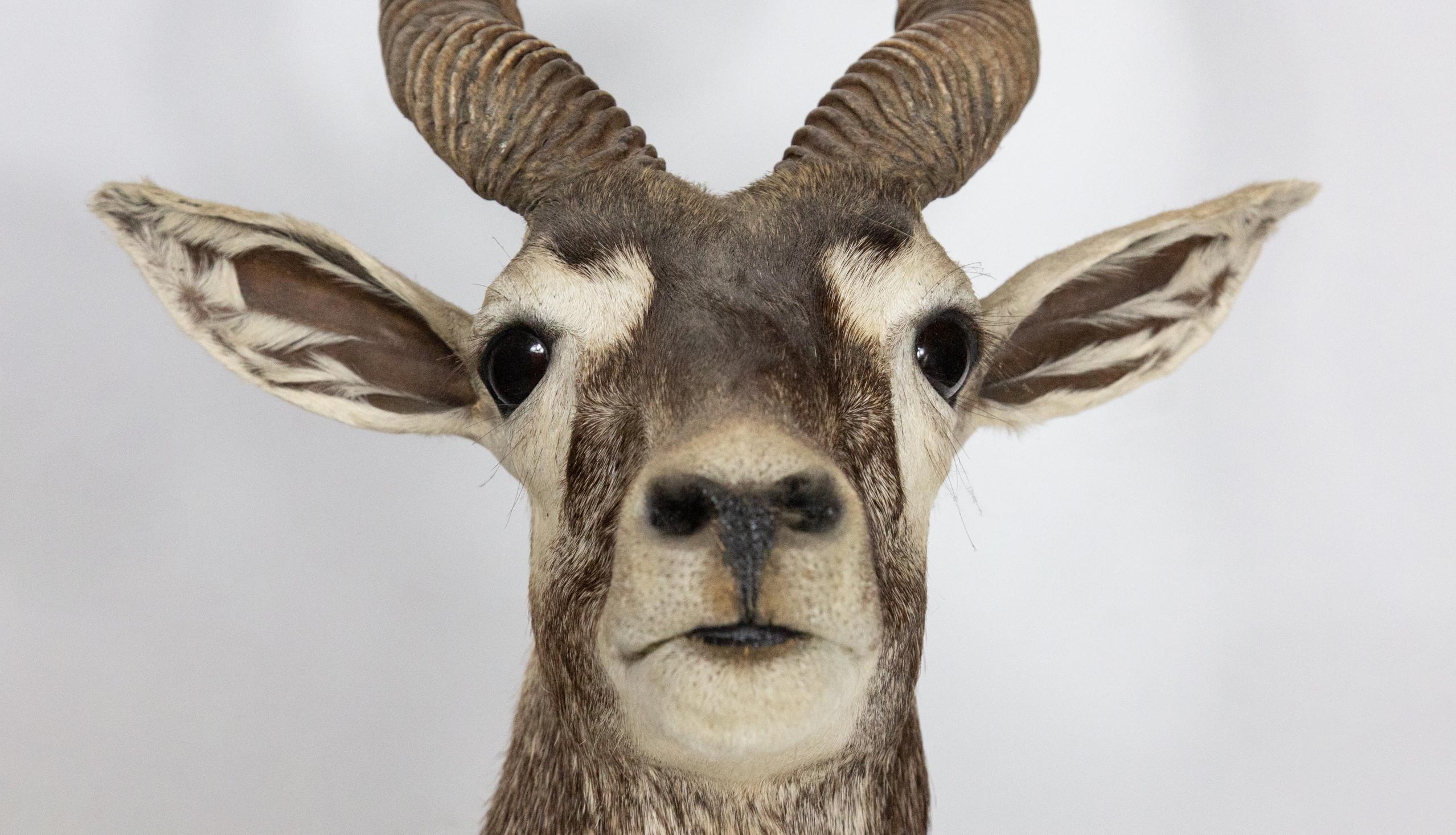 Taxidermy Blackbuck In Excellent Condition In New York, NY
