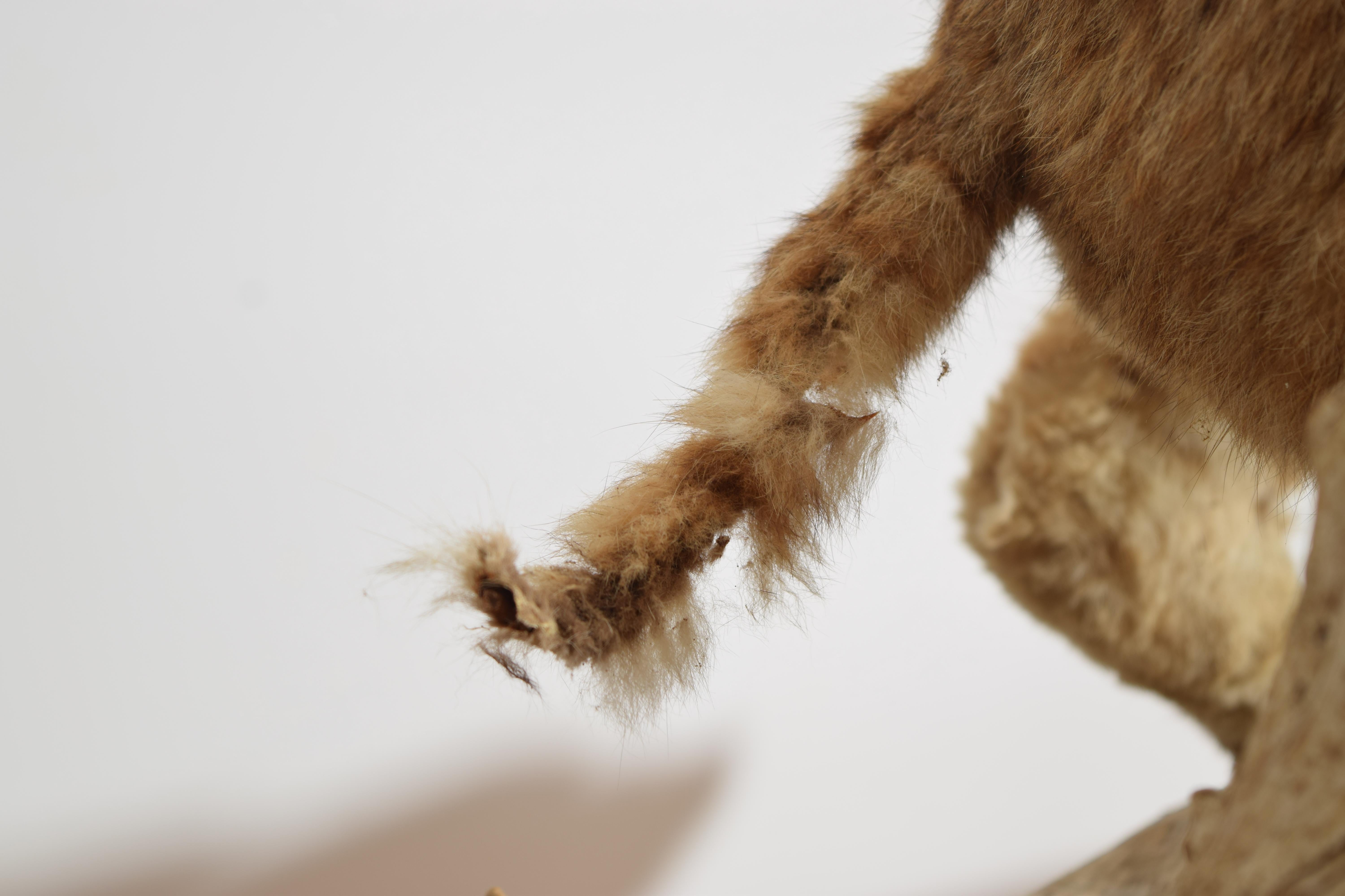 Taxidermie de lynx roux sur socle en bois, 2e moitié du 20e siècle en vente 4