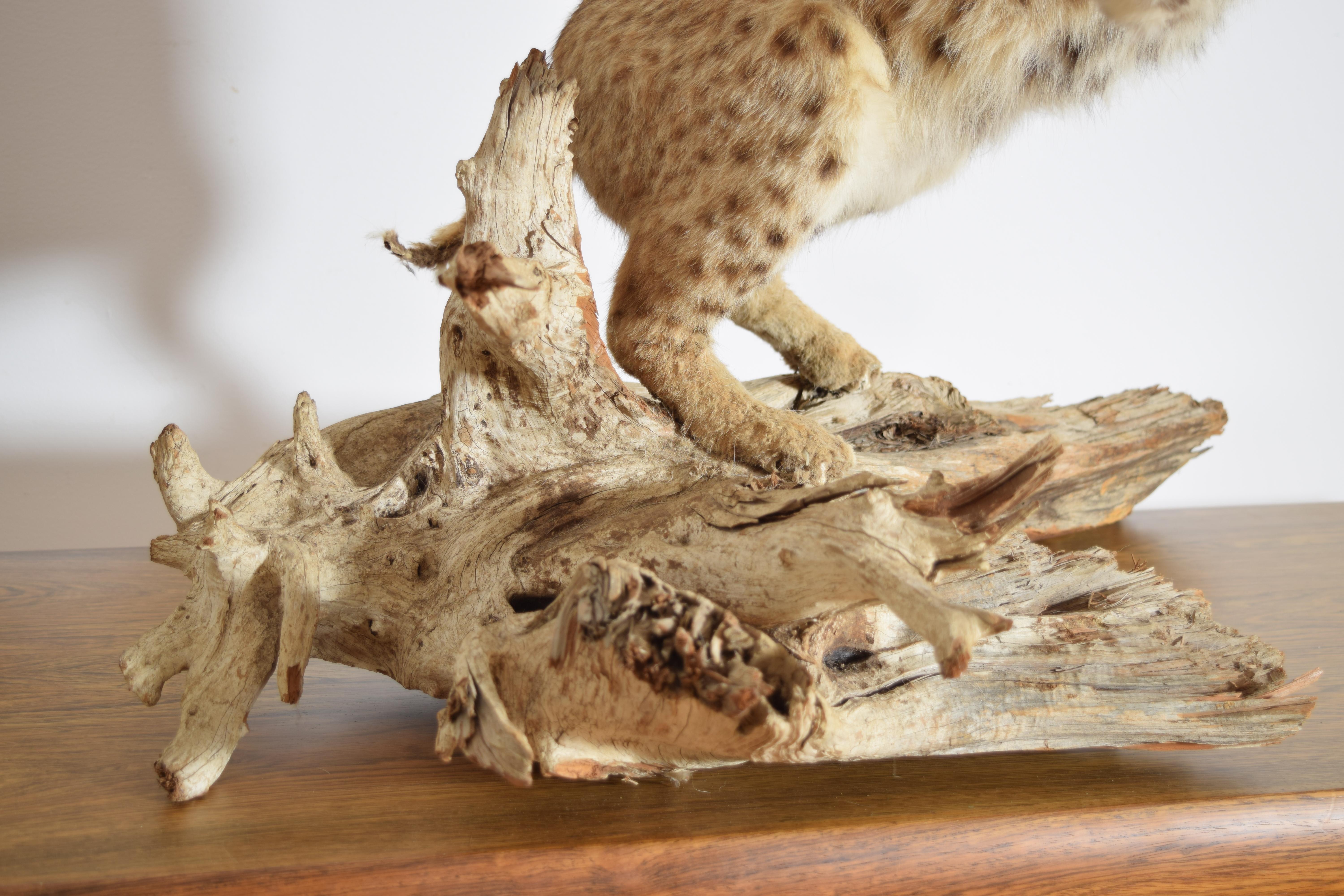 Taxidermie de lynx roux sur socle en bois, 2e moitié du 20e siècle en vente 5