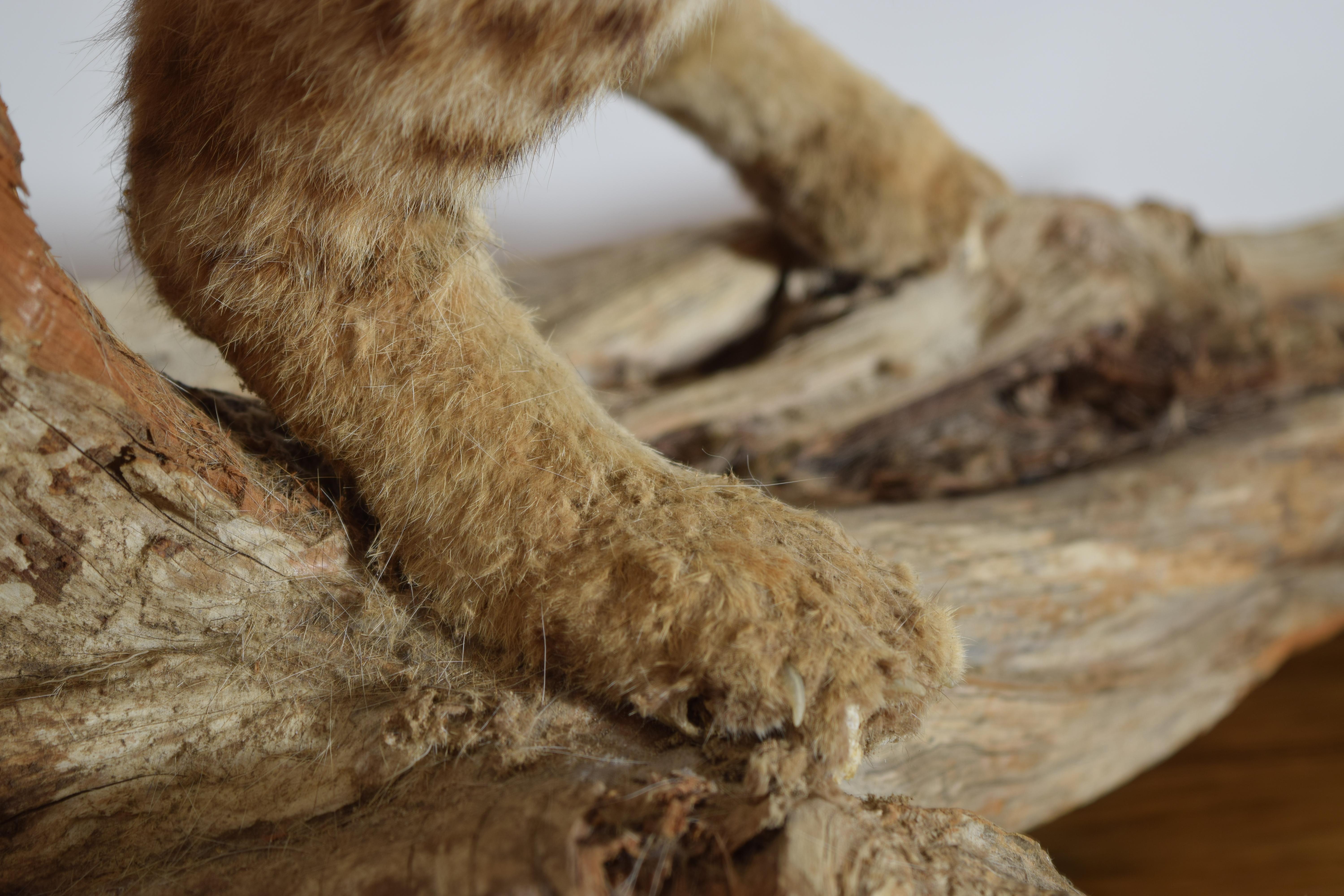 Taxidermie de lynx roux sur socle en bois, 2e moitié du 20e siècle en vente 6