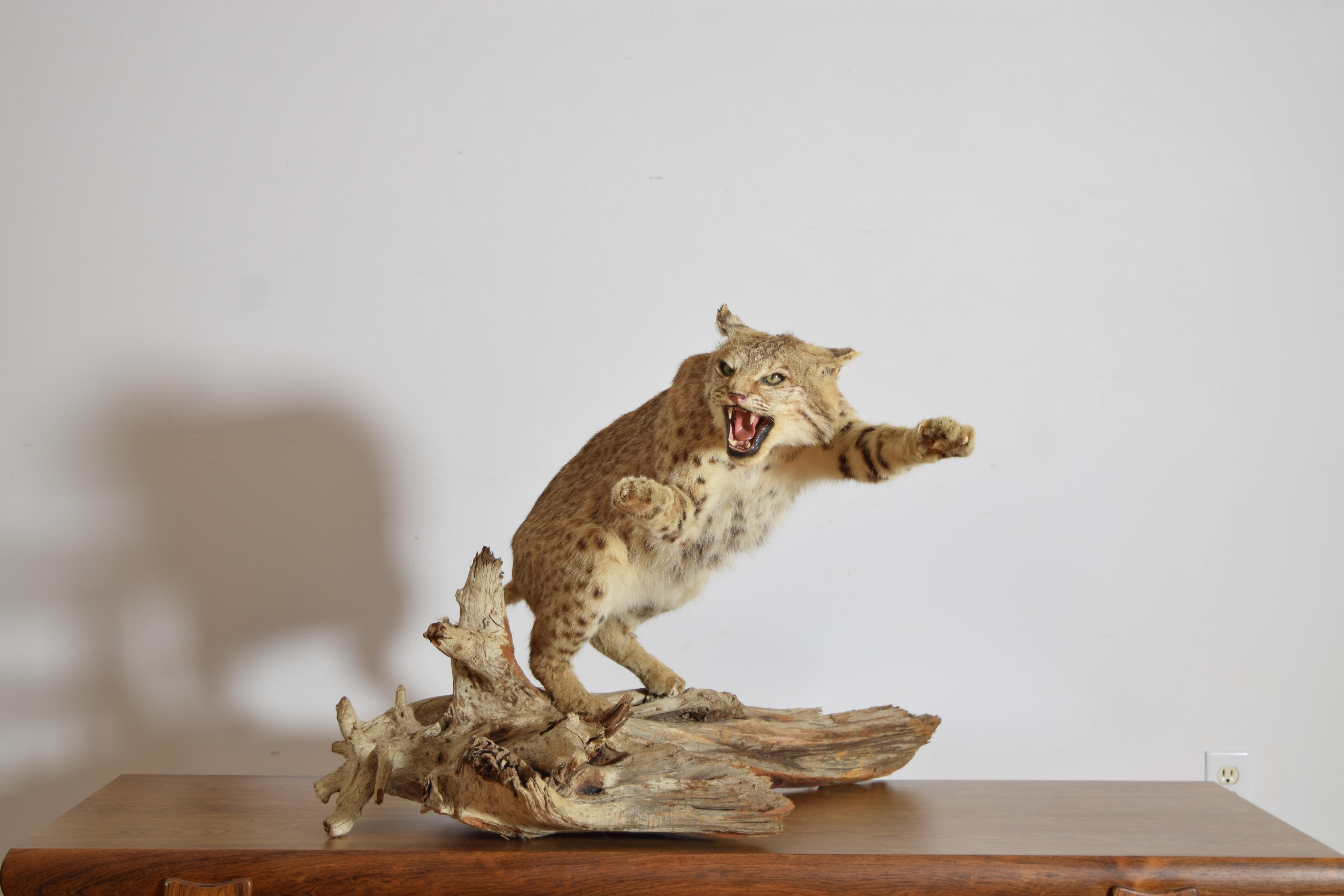 un lynx taxidermique menaçant, prêt à bondir, monté sur une base en bois flotté.  grrrr !!!
