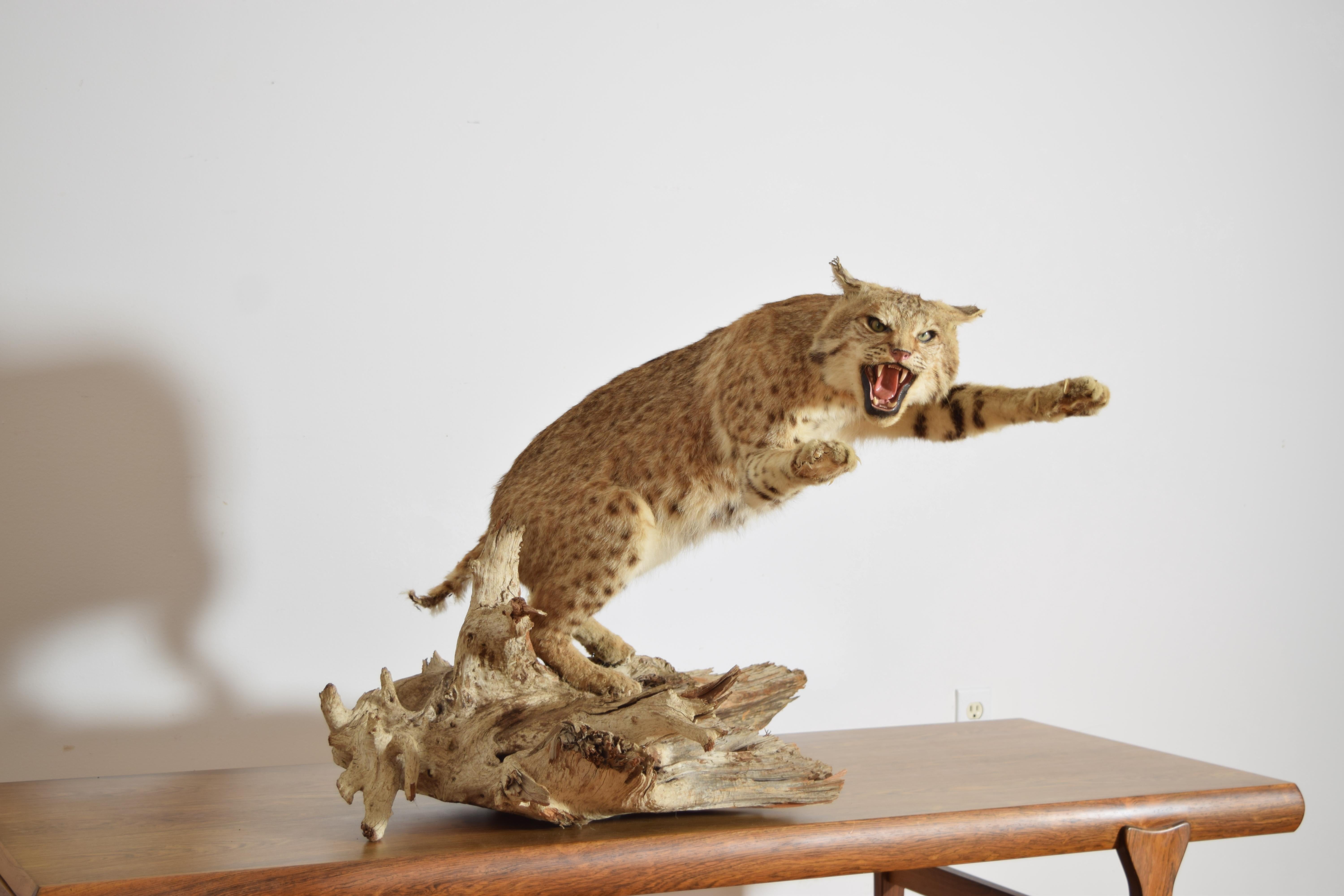 Nord-américain Taxidermie de lynx roux sur socle en bois, 2e moitié du 20e siècle en vente