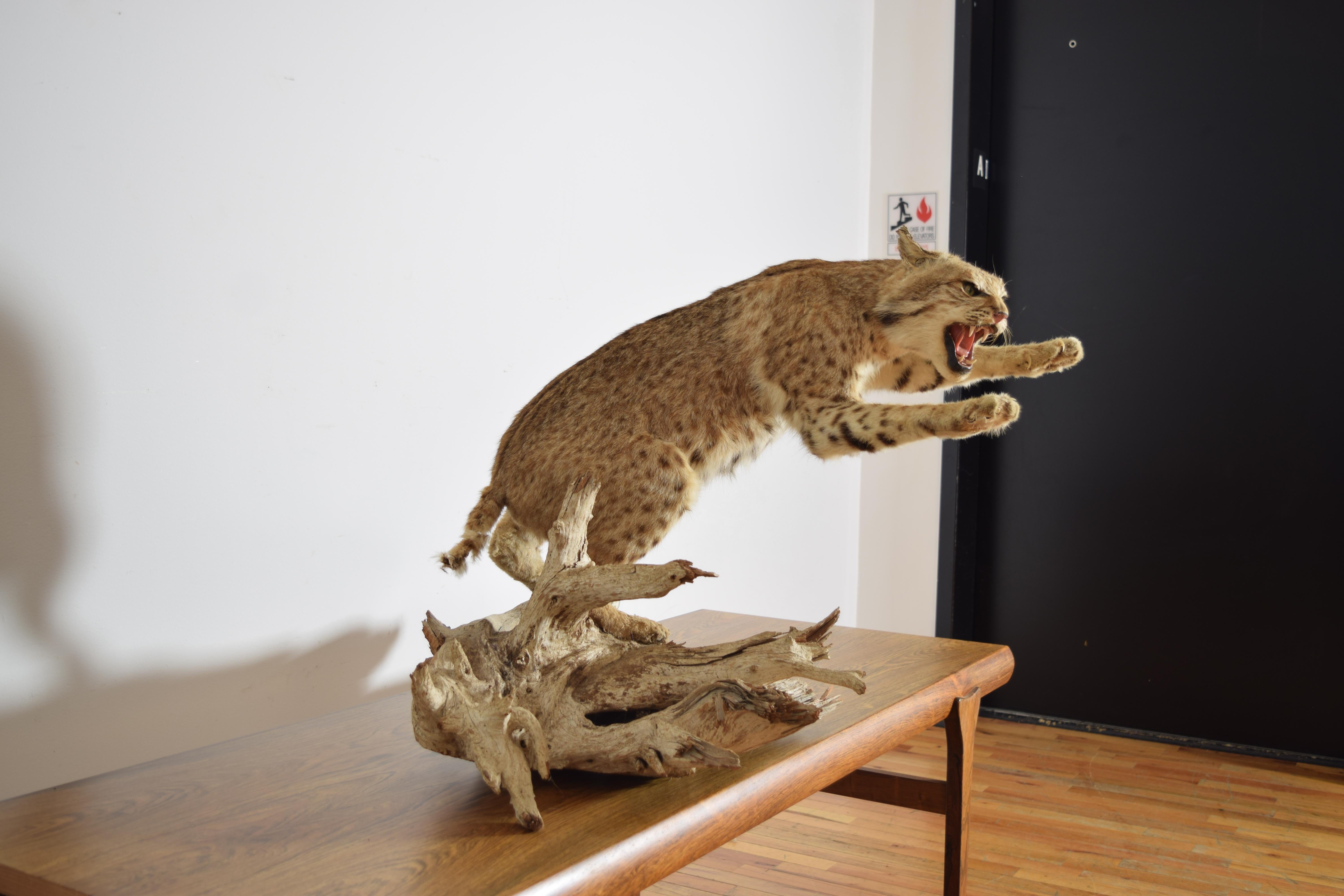 Taxidermie de lynx roux sur socle en bois, 2e moitié du 20e siècle Bon état - En vente à Atlanta, GA