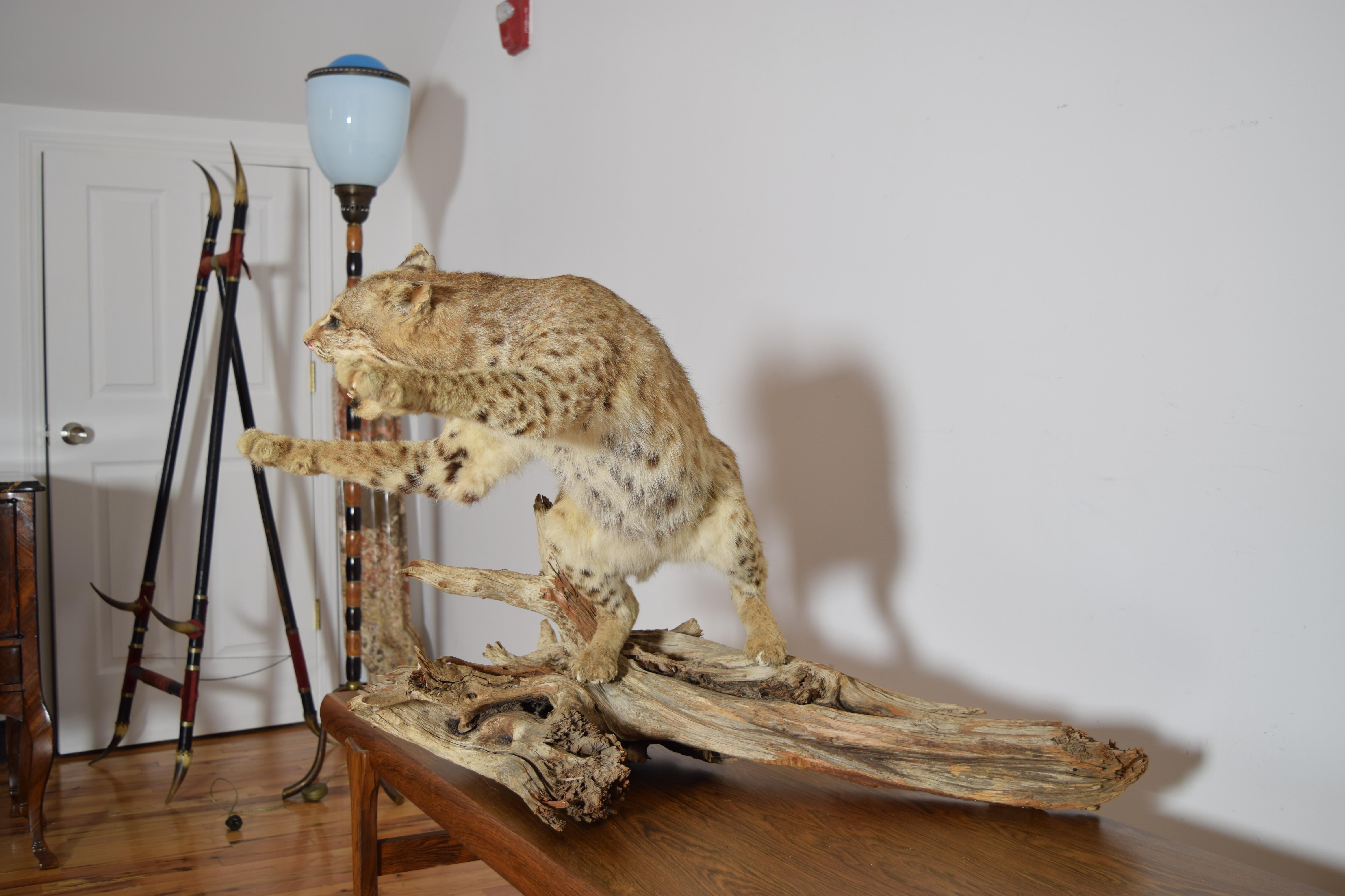 Milieu du XXe siècle Taxidermie de lynx roux sur socle en bois, 2e moitié du 20e siècle en vente