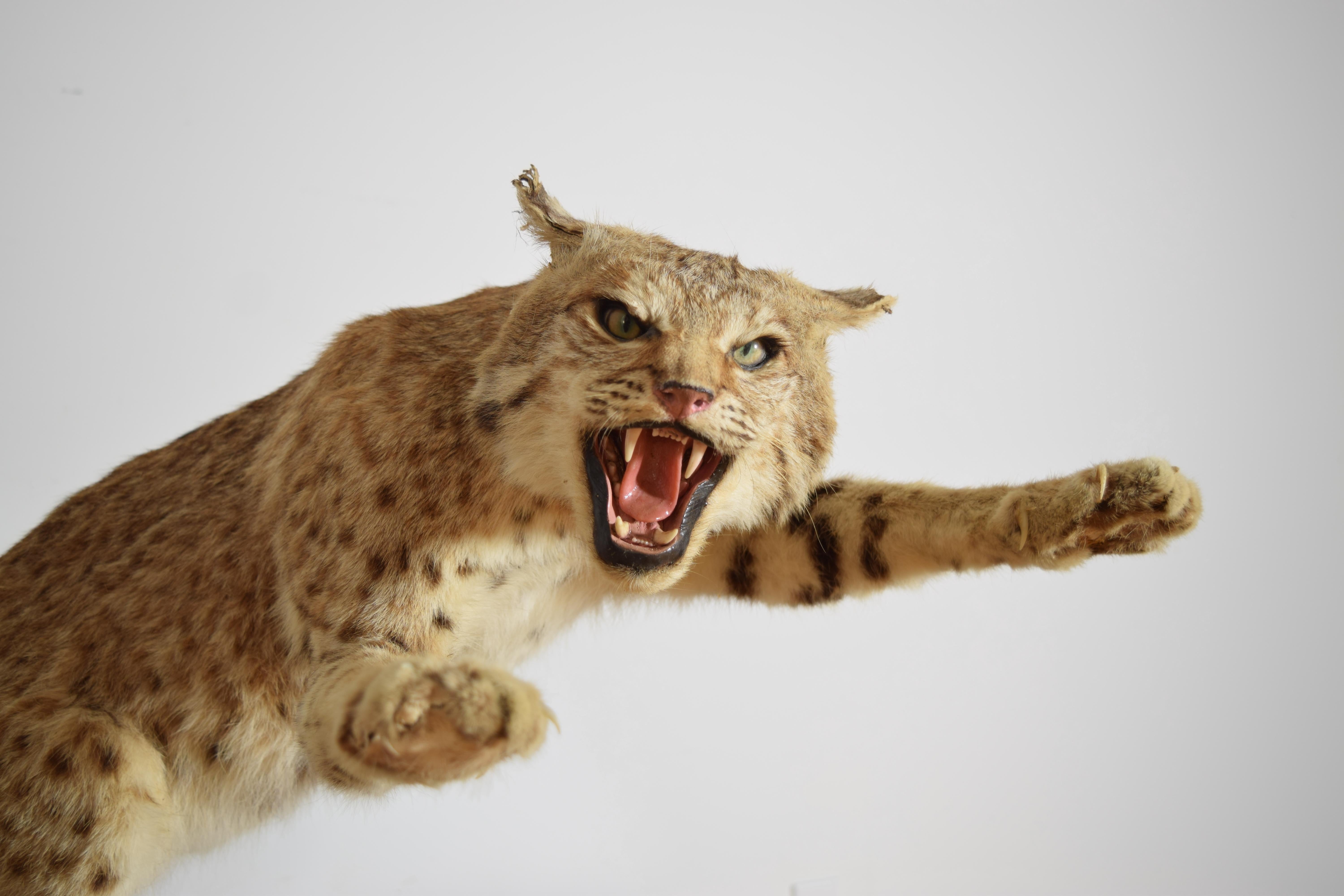 Bois flotté Taxidermie de lynx roux sur socle en bois, 2e moitié du 20e siècle en vente
