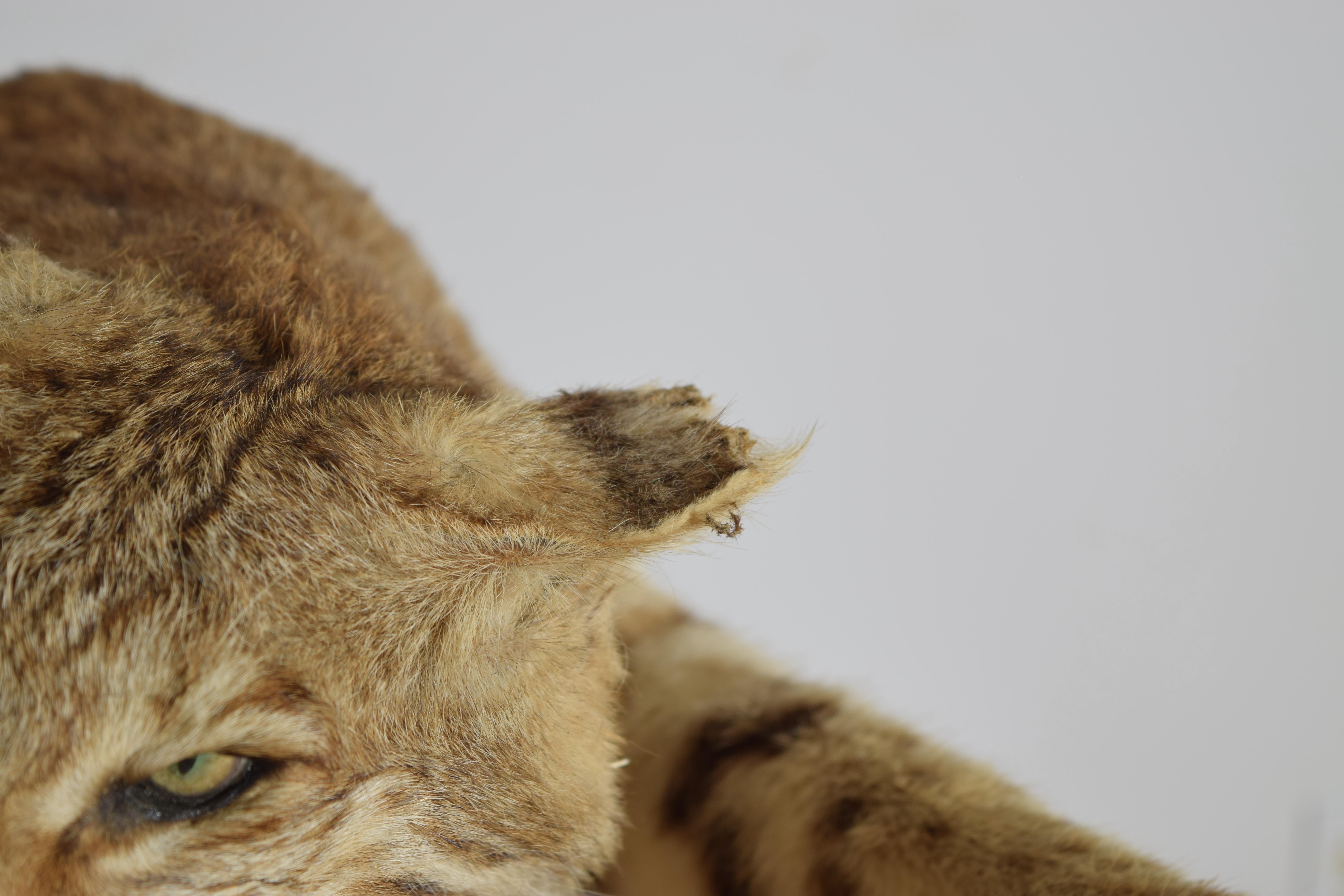 Taxidermie de lynx roux sur socle en bois, 2e moitié du 20e siècle en vente 1