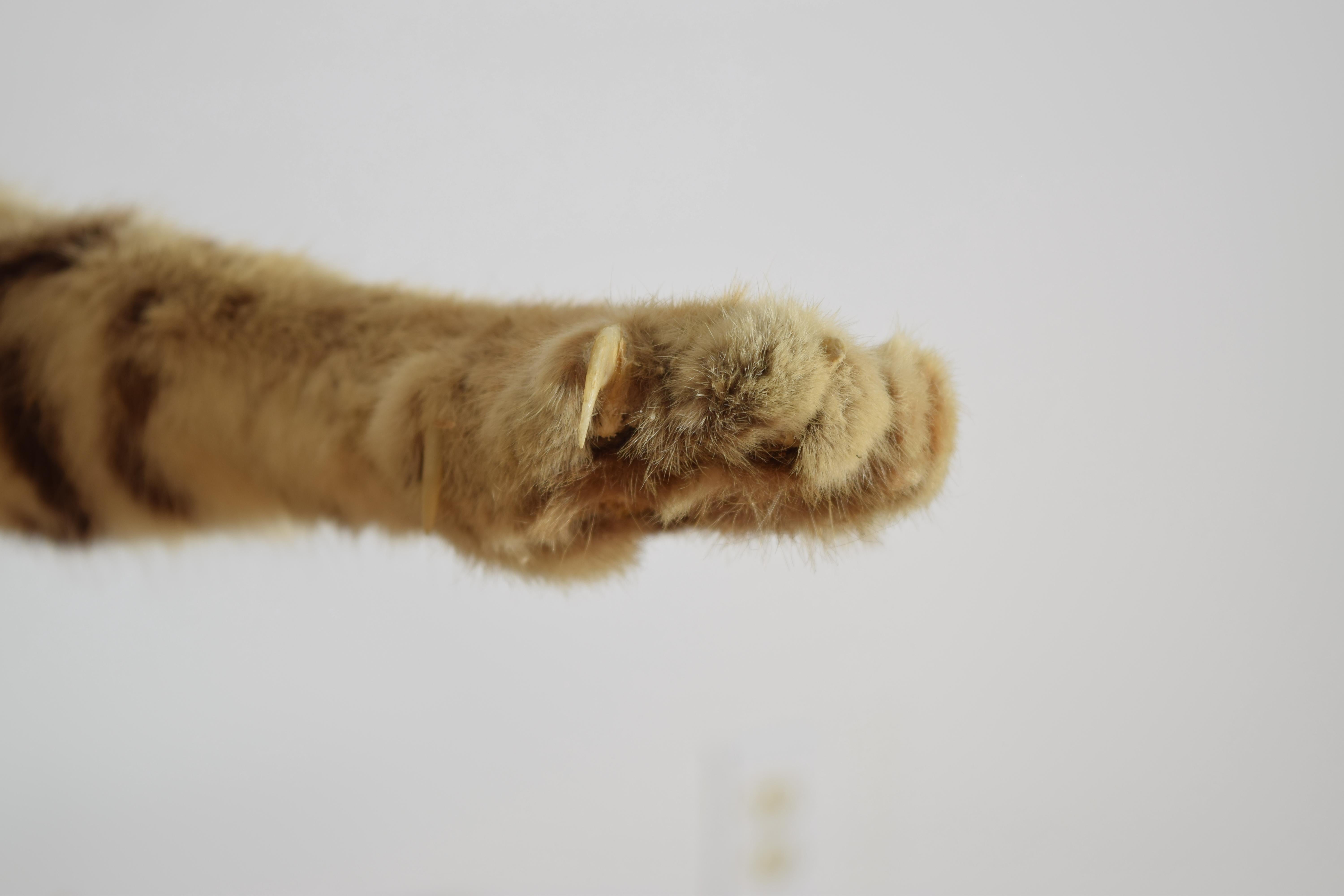 Taxidermie de lynx roux sur socle en bois, 2e moitié du 20e siècle en vente 2
