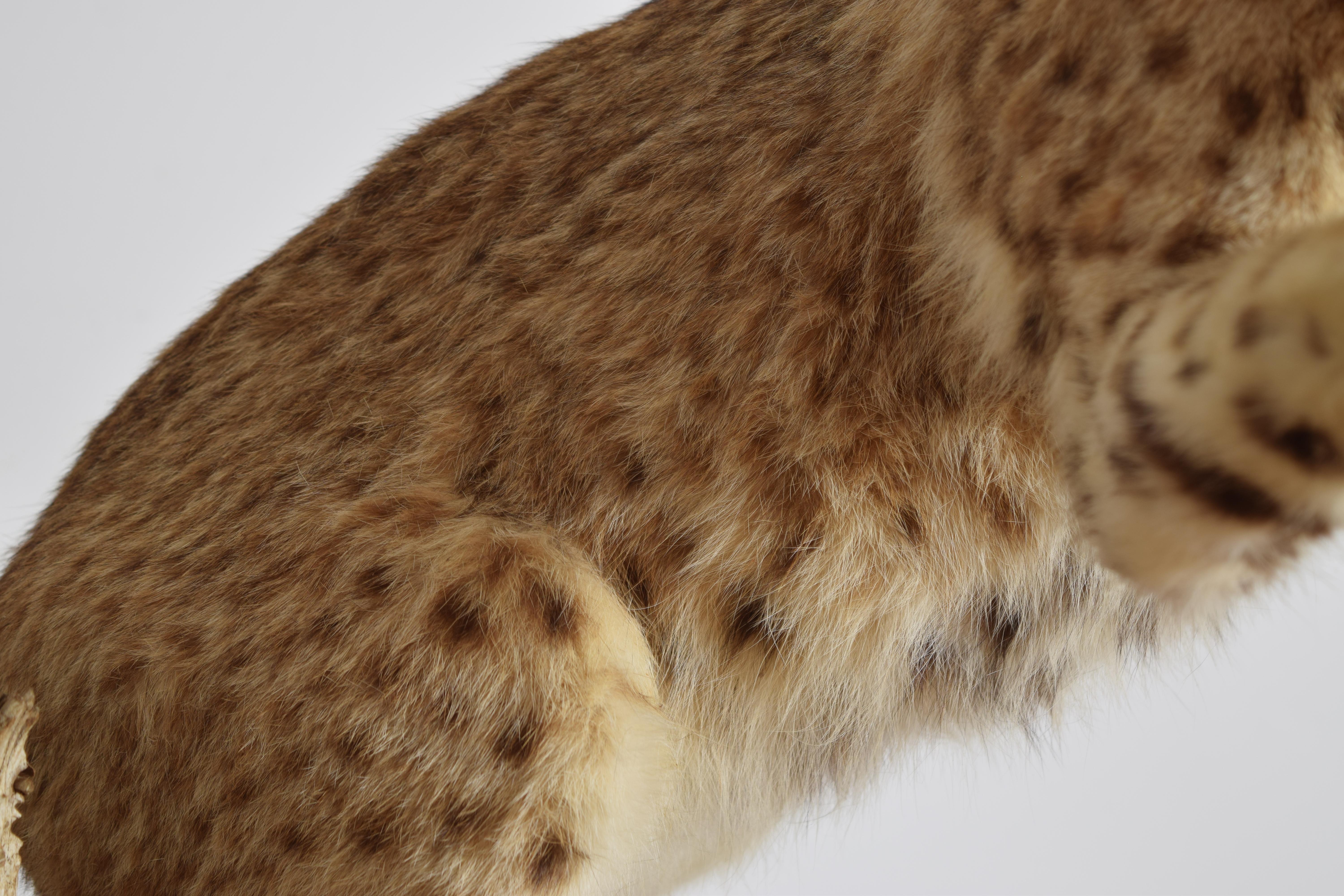 Taxidermie de lynx roux sur socle en bois, 2e moitié du 20e siècle en vente 3
