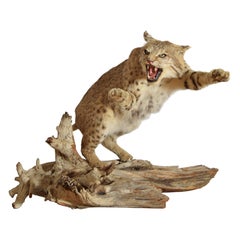 Taxidermie de lynx roux sur socle en bois, 2e moitié du 20e siècle