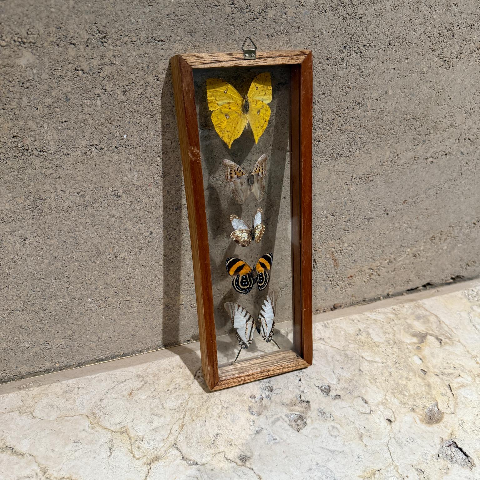 Taxidermy Butterfly Collection of 5 Species For Sale 3