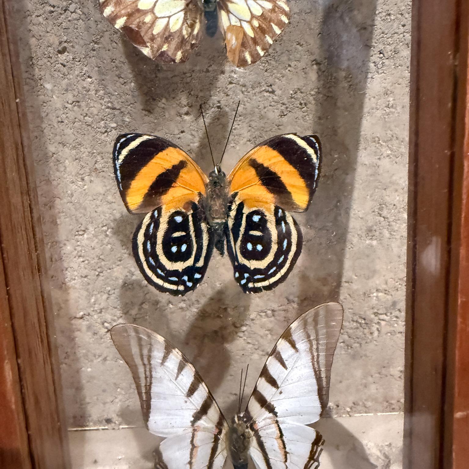 Taxidermy Butterfly Collection of 5 Species For Sale 5