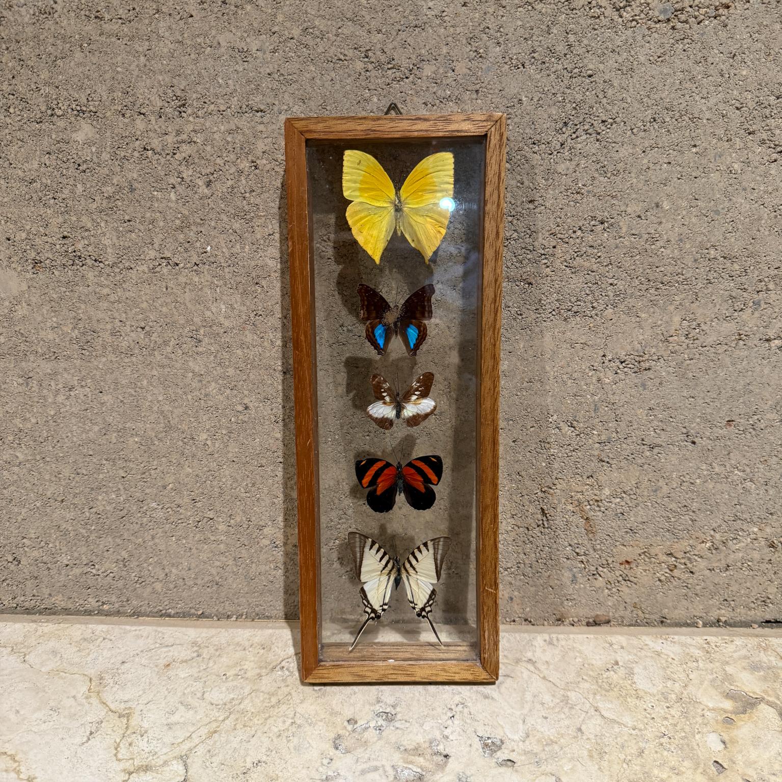 For your consideration, a framed glass display featuring five butterflies of different spices. 
Wood frame with double glass. 
No name or label present from the maker. 
1-Afrodryas leda
2-Prepona laertes
3-Neptis rivularis
4-Callicore Cynosura
5-