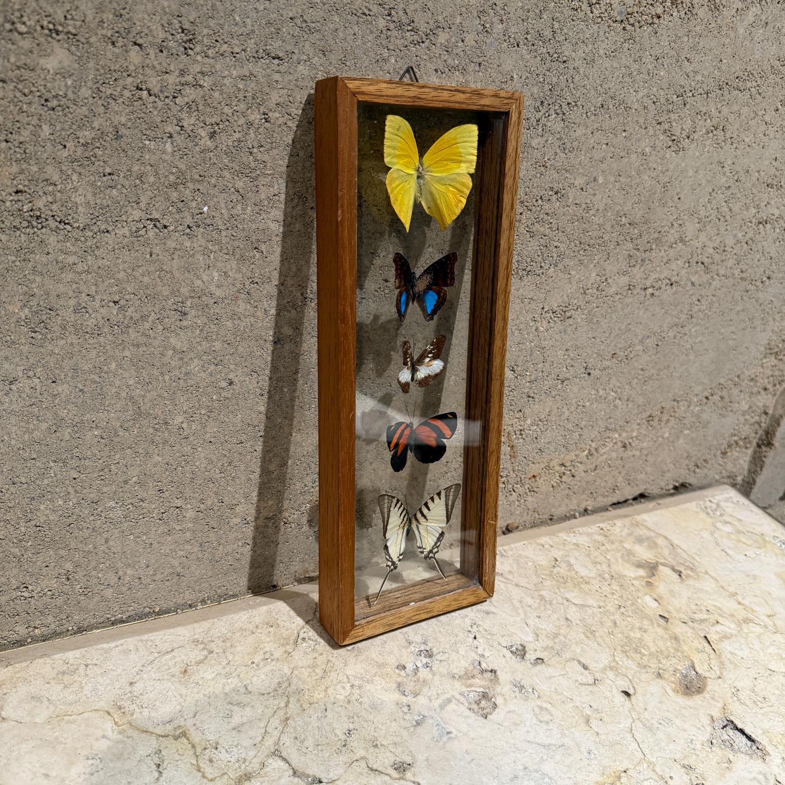 Organic Modern Taxidermy Butterfly Collection of 5 Species For Sale