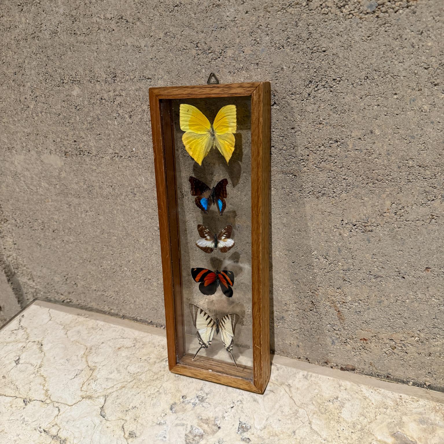 American Taxidermy Butterfly Collection of 5 Species For Sale