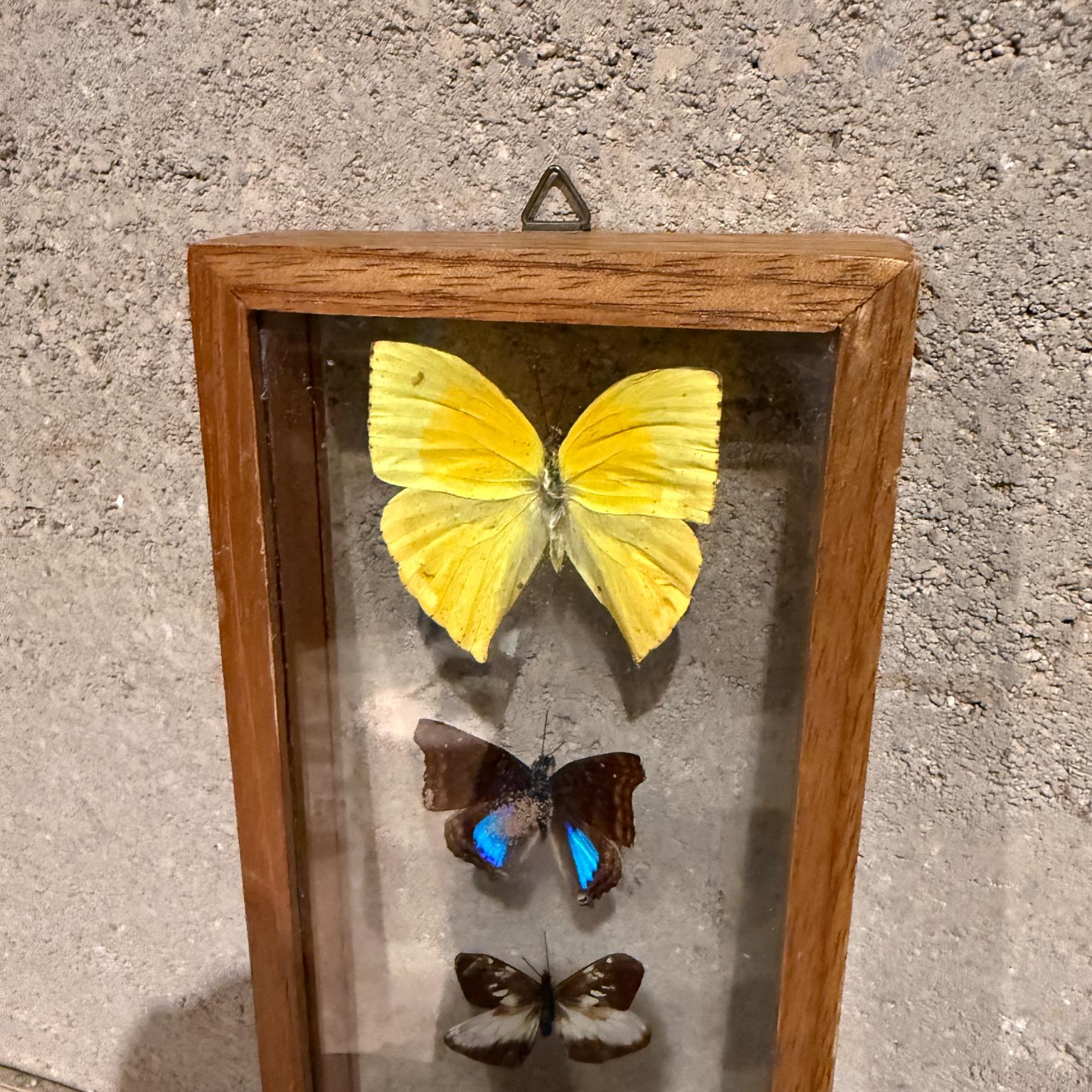 Taxidermy Butterfly Collection of 5 Species In Good Condition For Sale In Chula Vista, CA