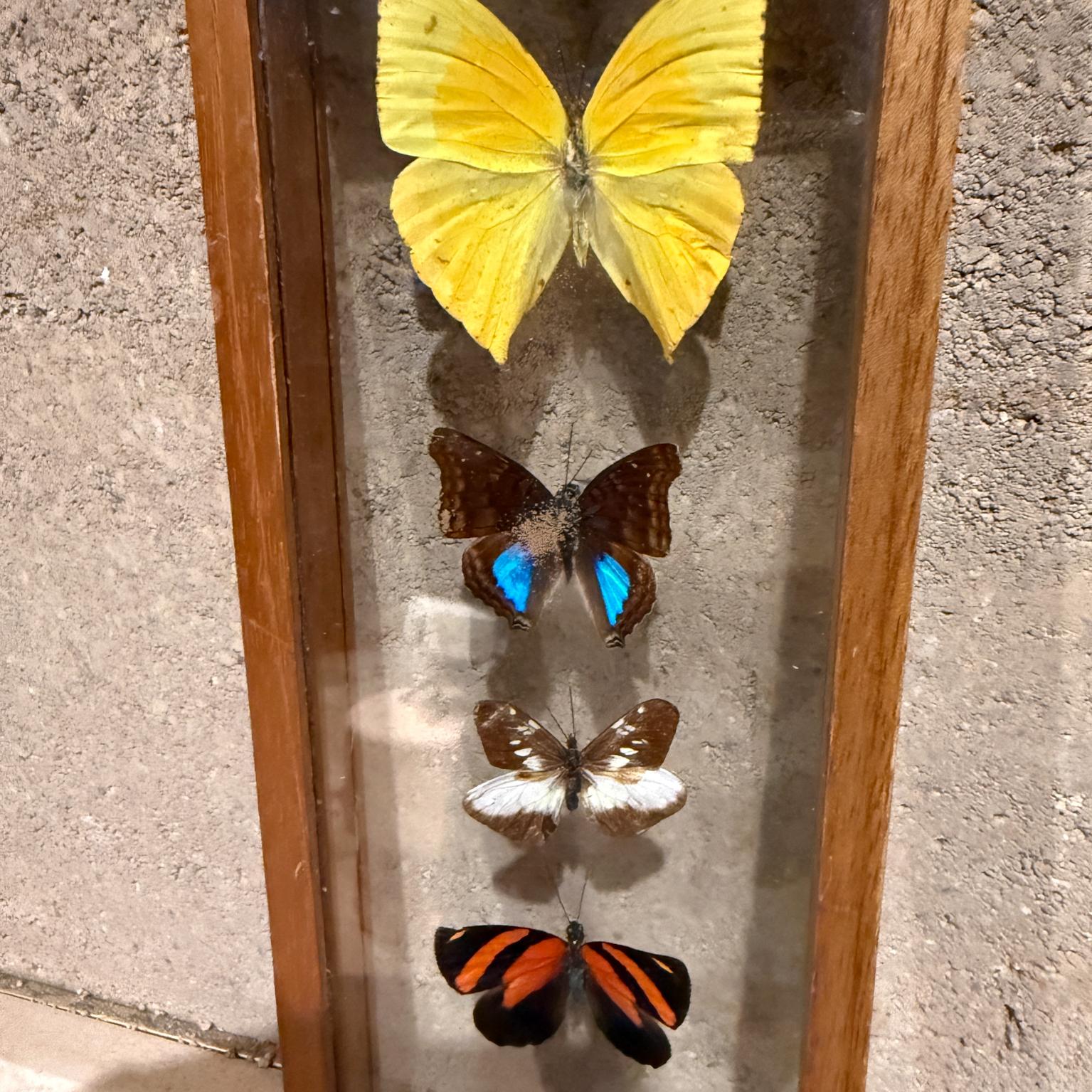 Late 20th Century Taxidermy Butterfly Collection of 5 Species For Sale