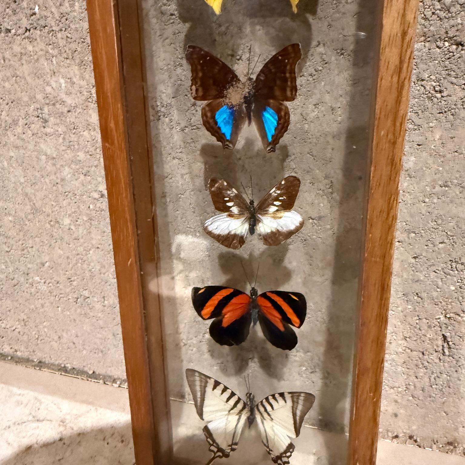 Glass Taxidermy Butterfly Collection of 5 Species For Sale