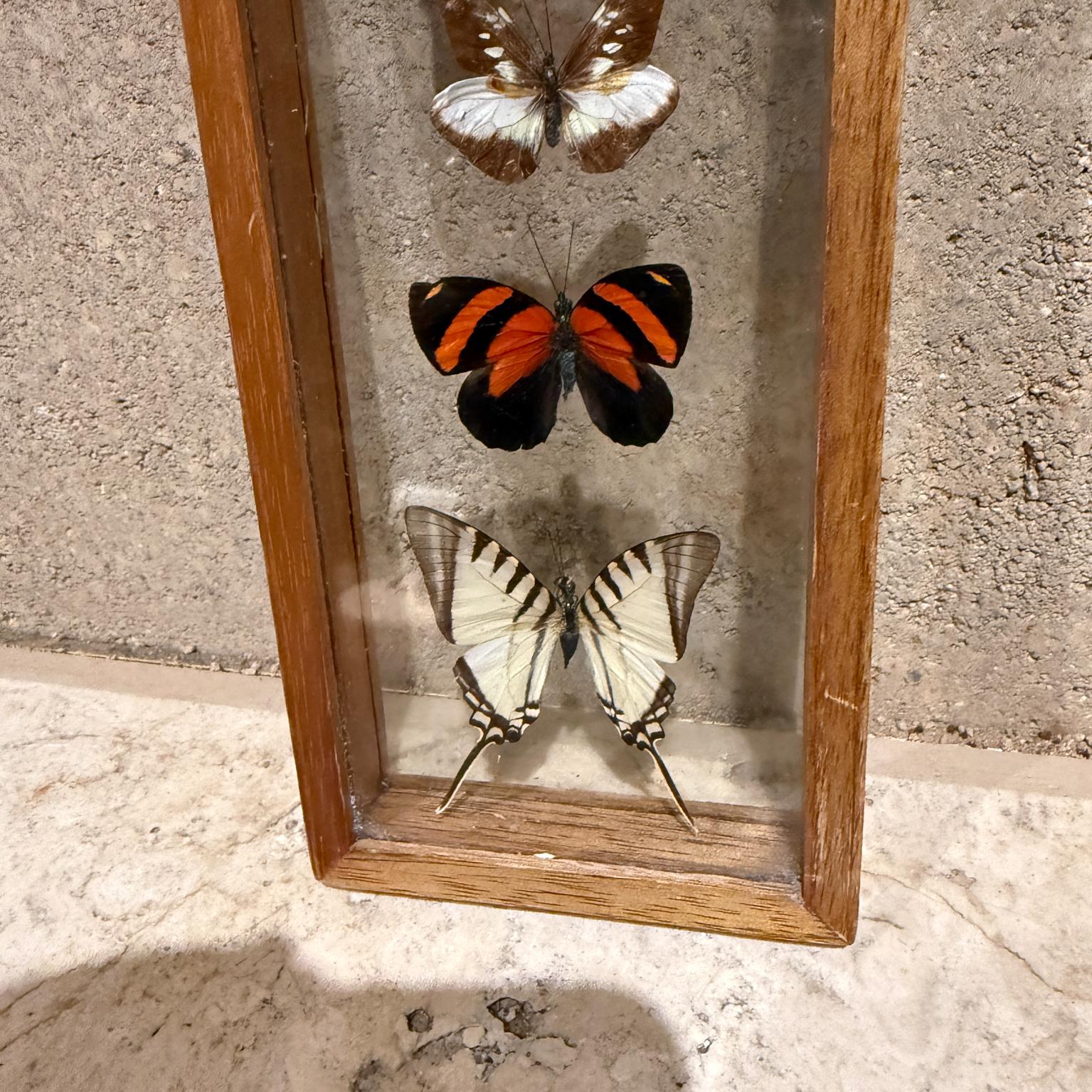 Taxidermy Butterfly Collection of 5 Species For Sale 1