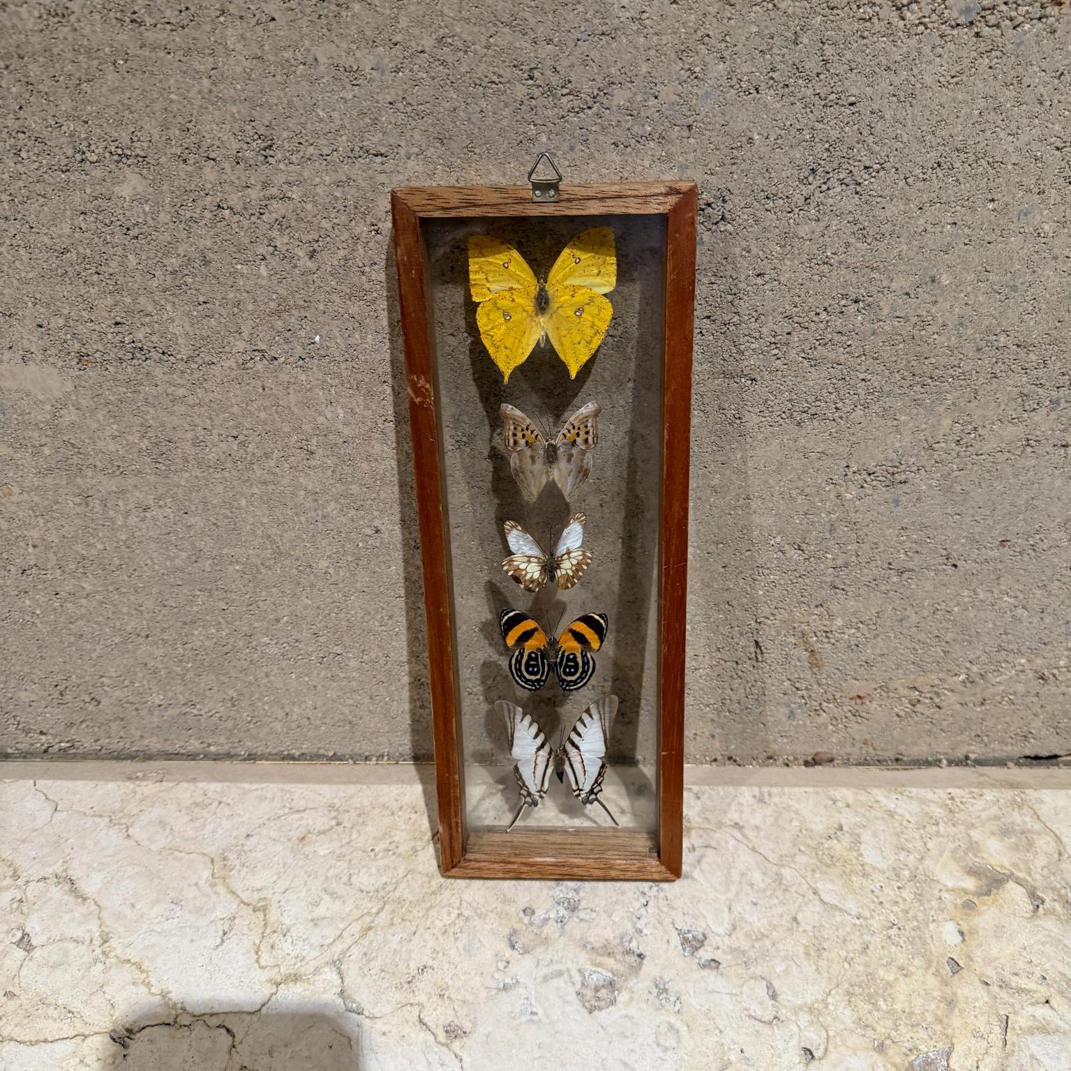Taxidermy Butterfly Collection of 5 Species For Sale 2