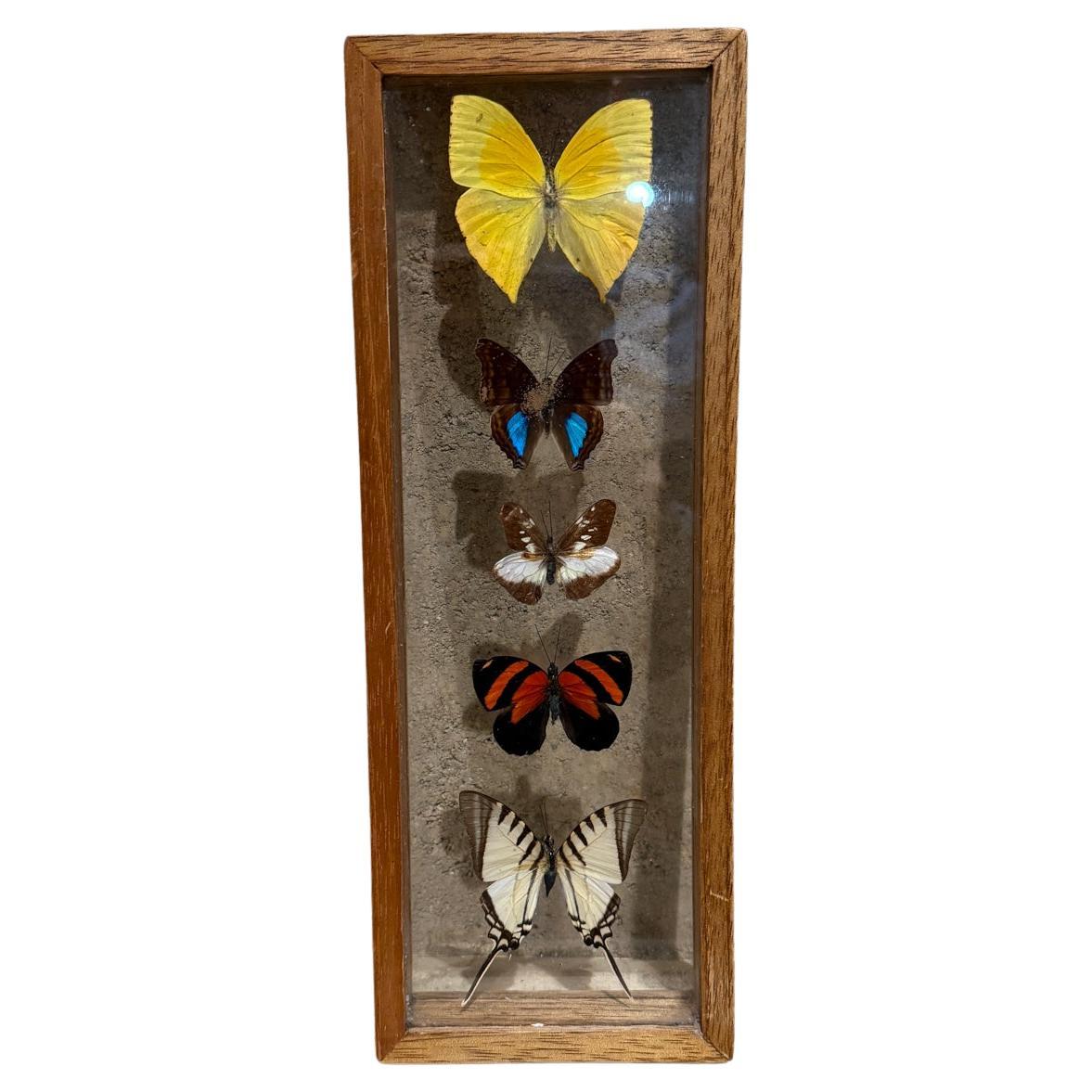 Taxidermy Butterfly Collection of 5 Species For Sale